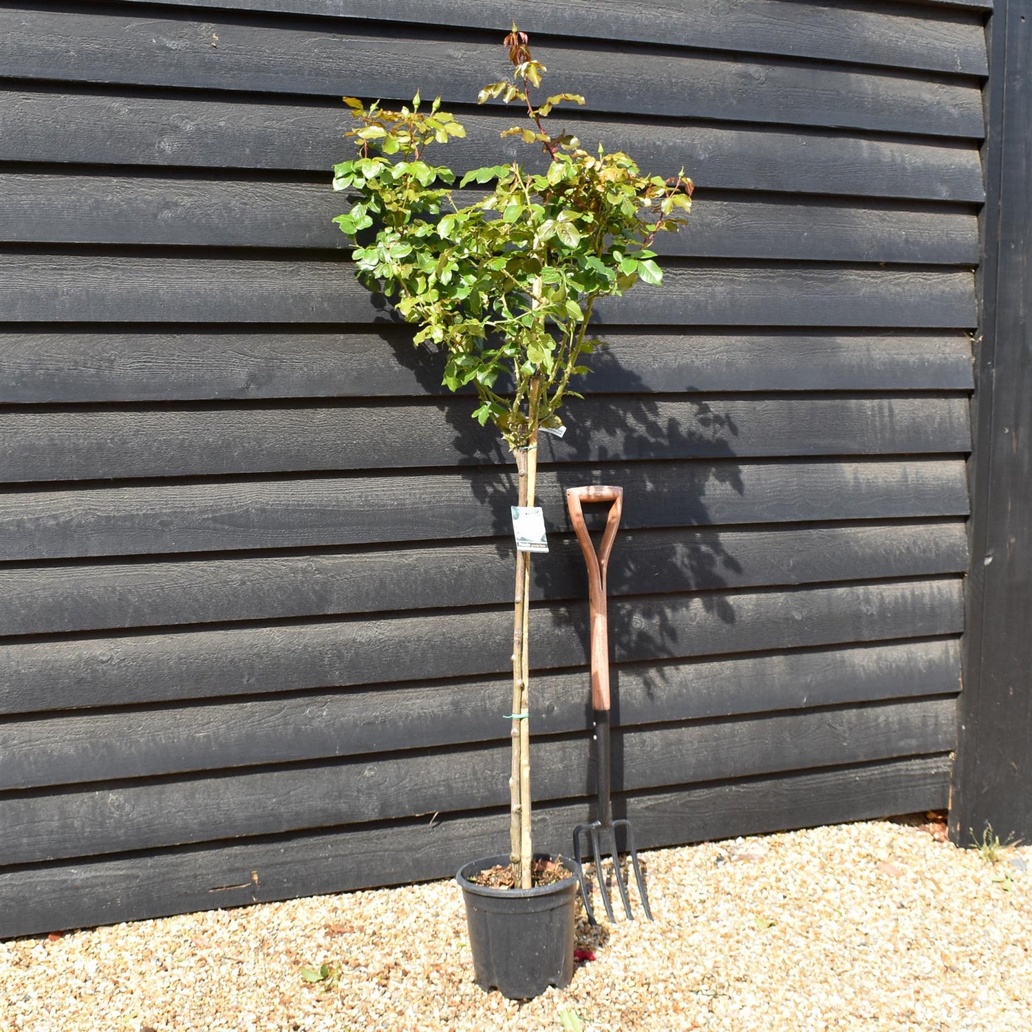 Rose 'Bianco Puro' - Clear Stem 80-90cm - Height 130-160cm - 18lt