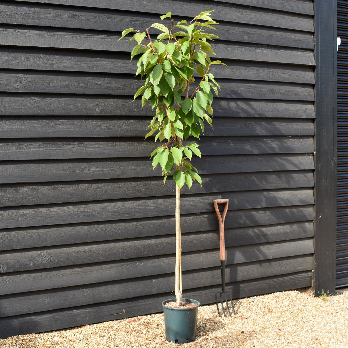Prunus Kanzan | Cherry Kanzan - Height 160-220cm, 10lt
