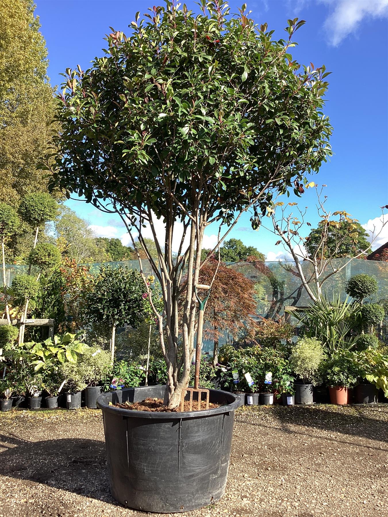 Photinia Red Robin | Christmas berry 'Little Red Robin' - Multi Stem ...