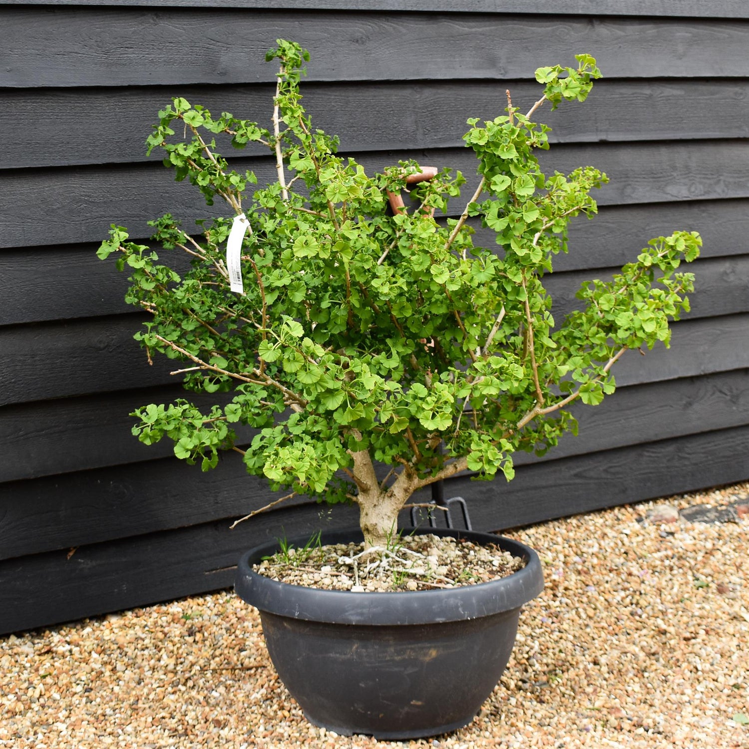 Ginkgo biloba 'Troll' | Maidenhair Tree - Bushy - Bowl - Height 100-110cm - 50lt