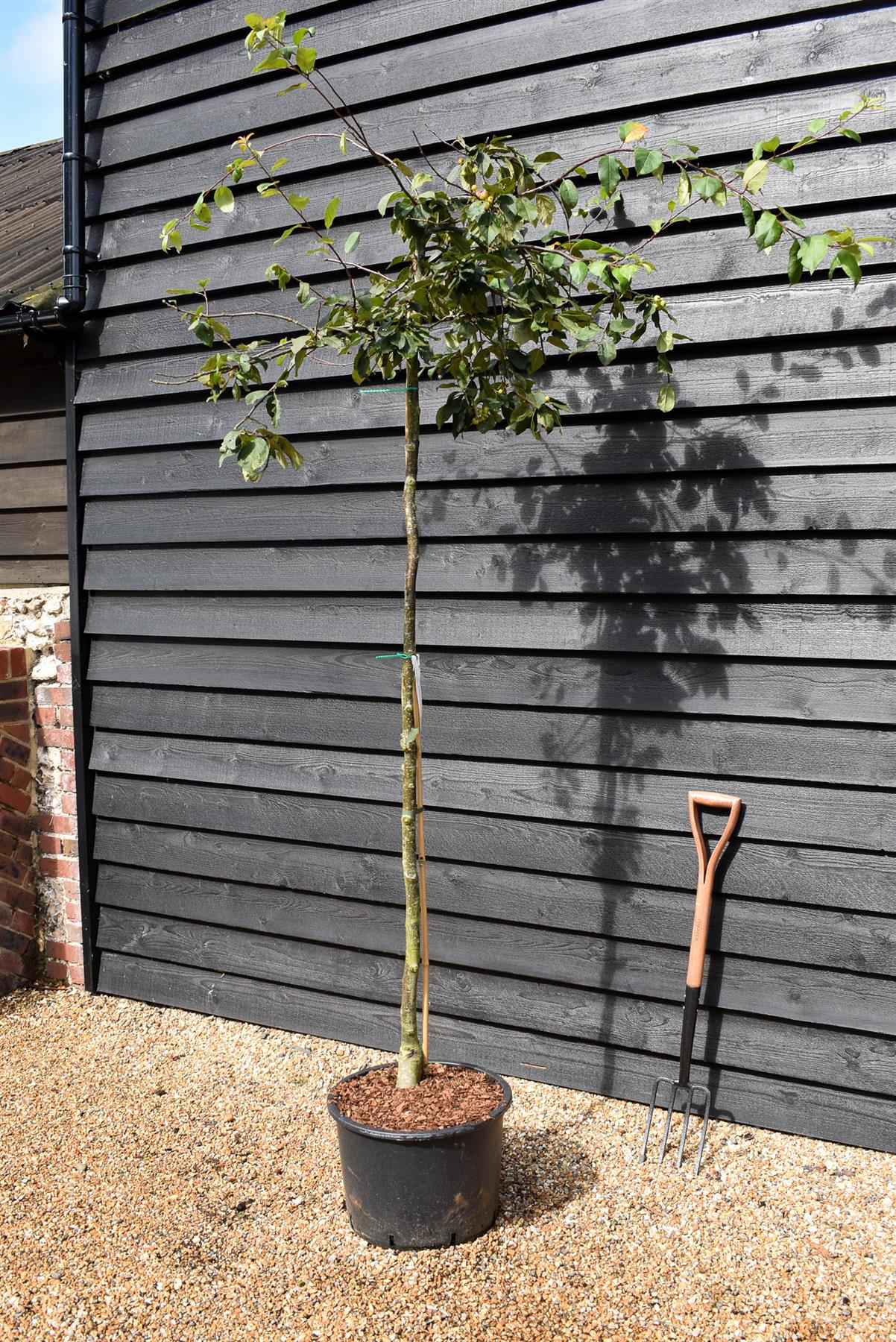 Japanese Crab Apple Tree | Malus Floribunda - Height 250-300cm - Girth 6-8cm - 45lt