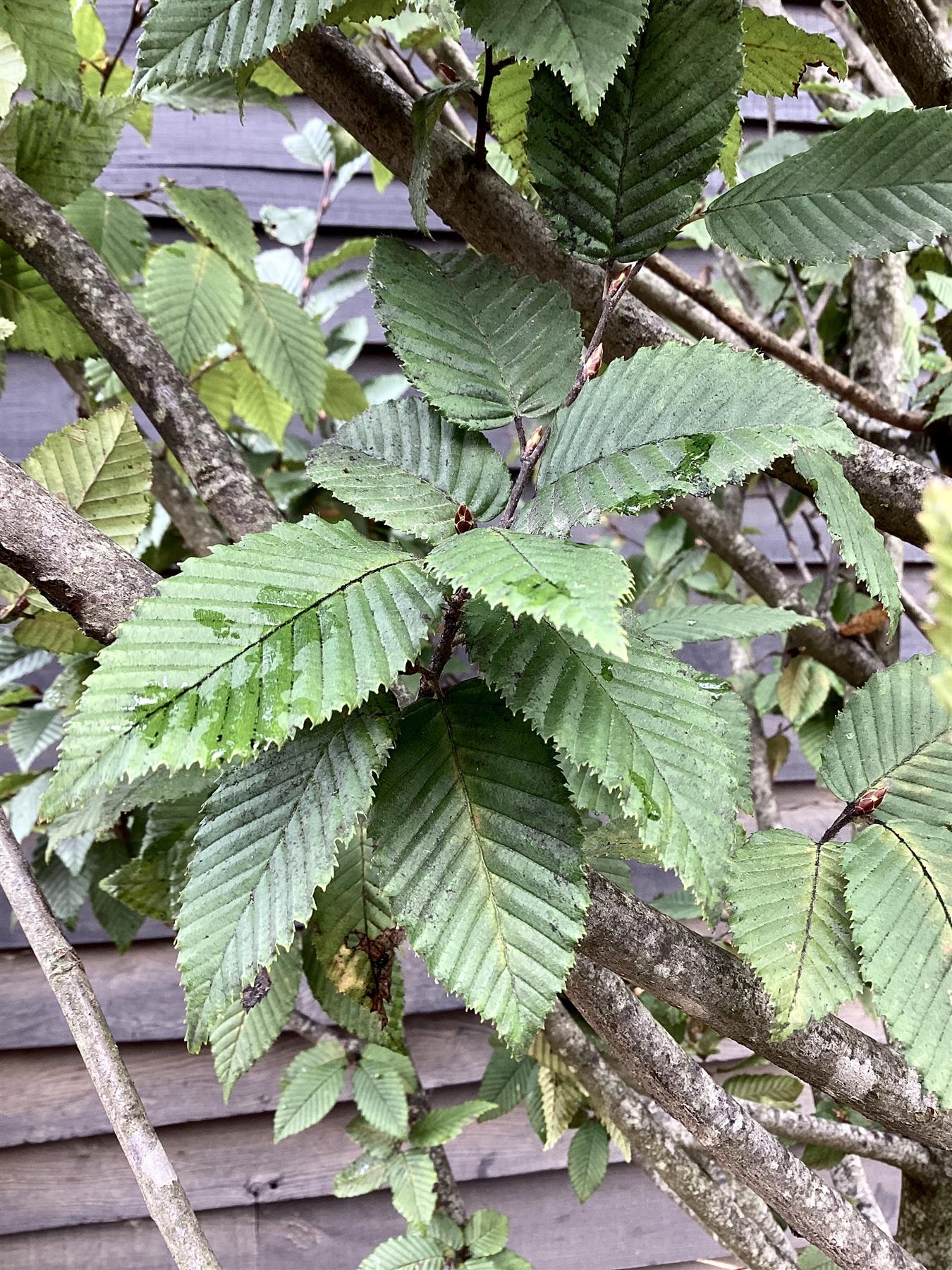 Carpinus betulus | European Hornbeam - Cone - Large - Bushy - Height 350cm -  285lt