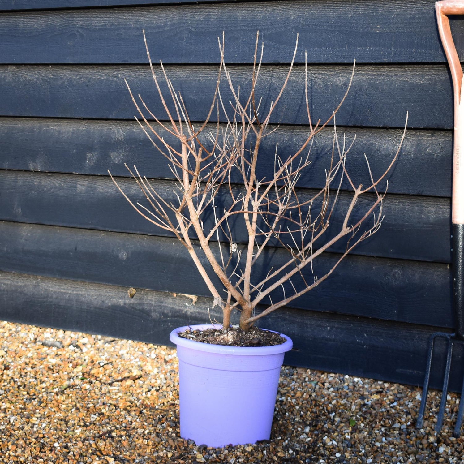 Vitex 'Chicagoland Blues' - Height 65-75cm - Bushy - 10lt