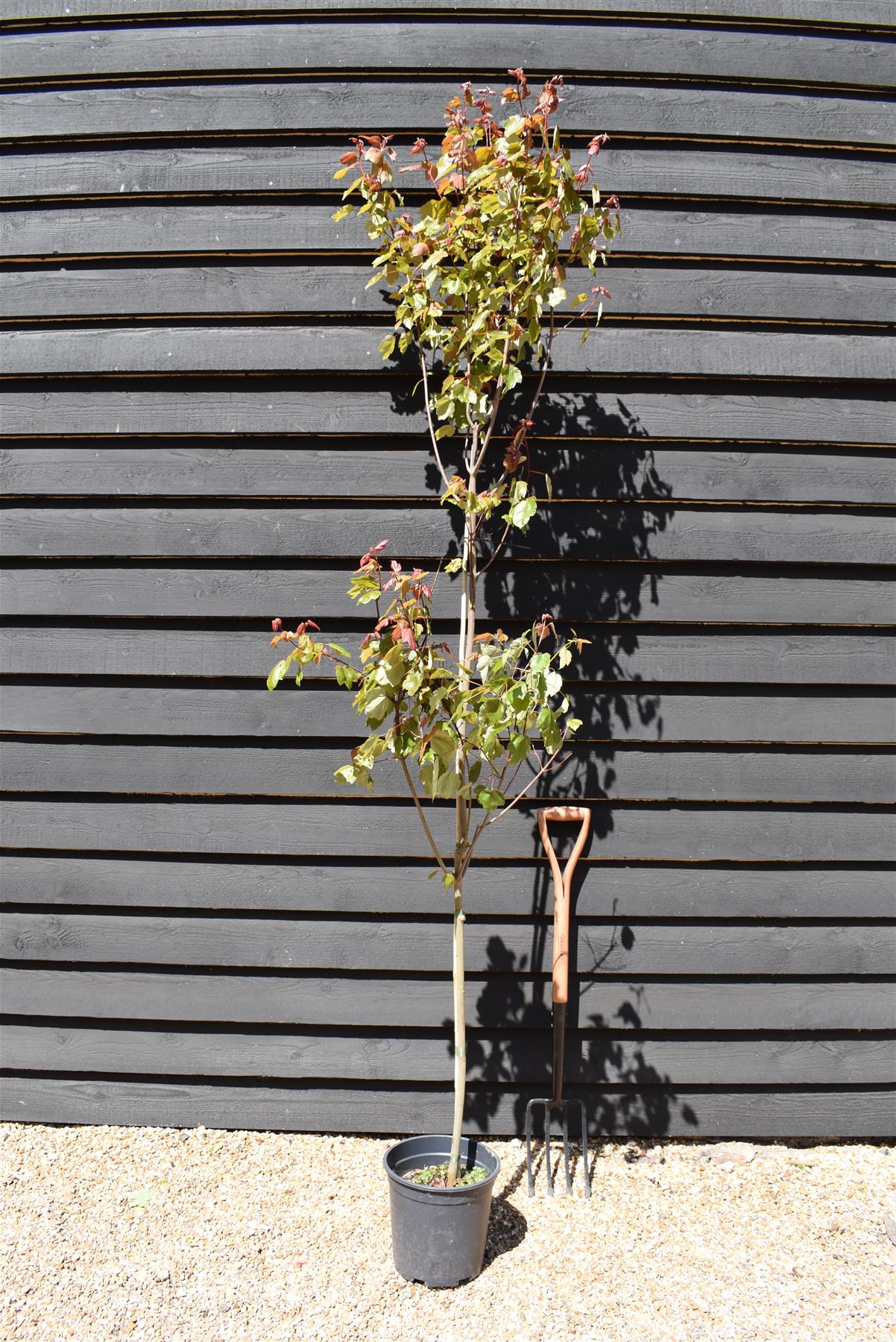 Acer Rubrum Summer Red Maple | Summer Red - Red Maple  - 230cm, 10lt