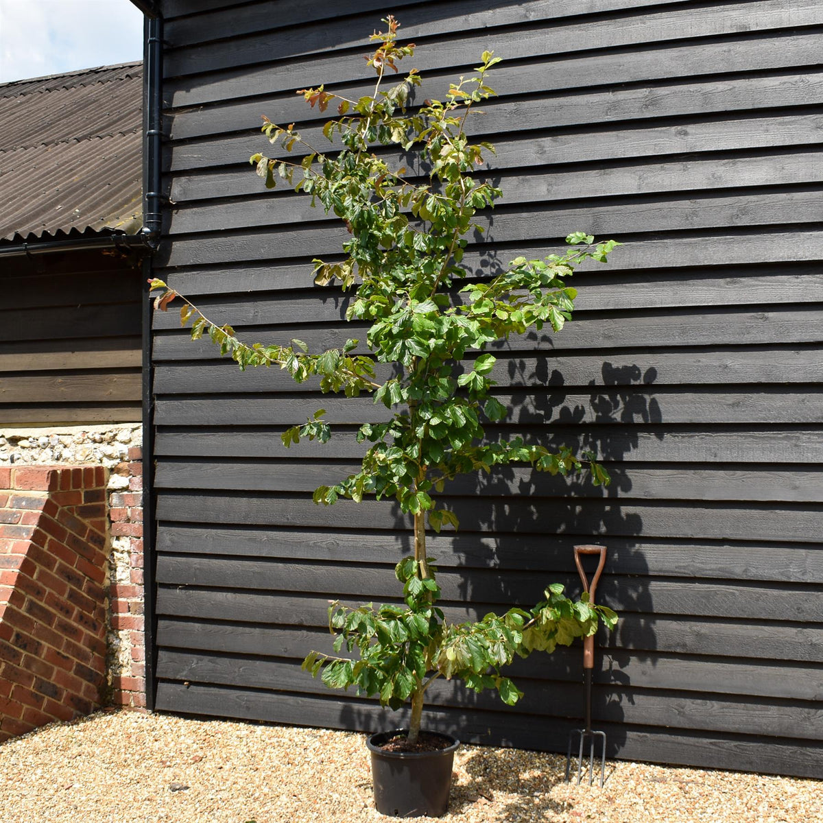 Iron Tree  | Parrotia persica -  Tree - Height 200-220cm - 20lt