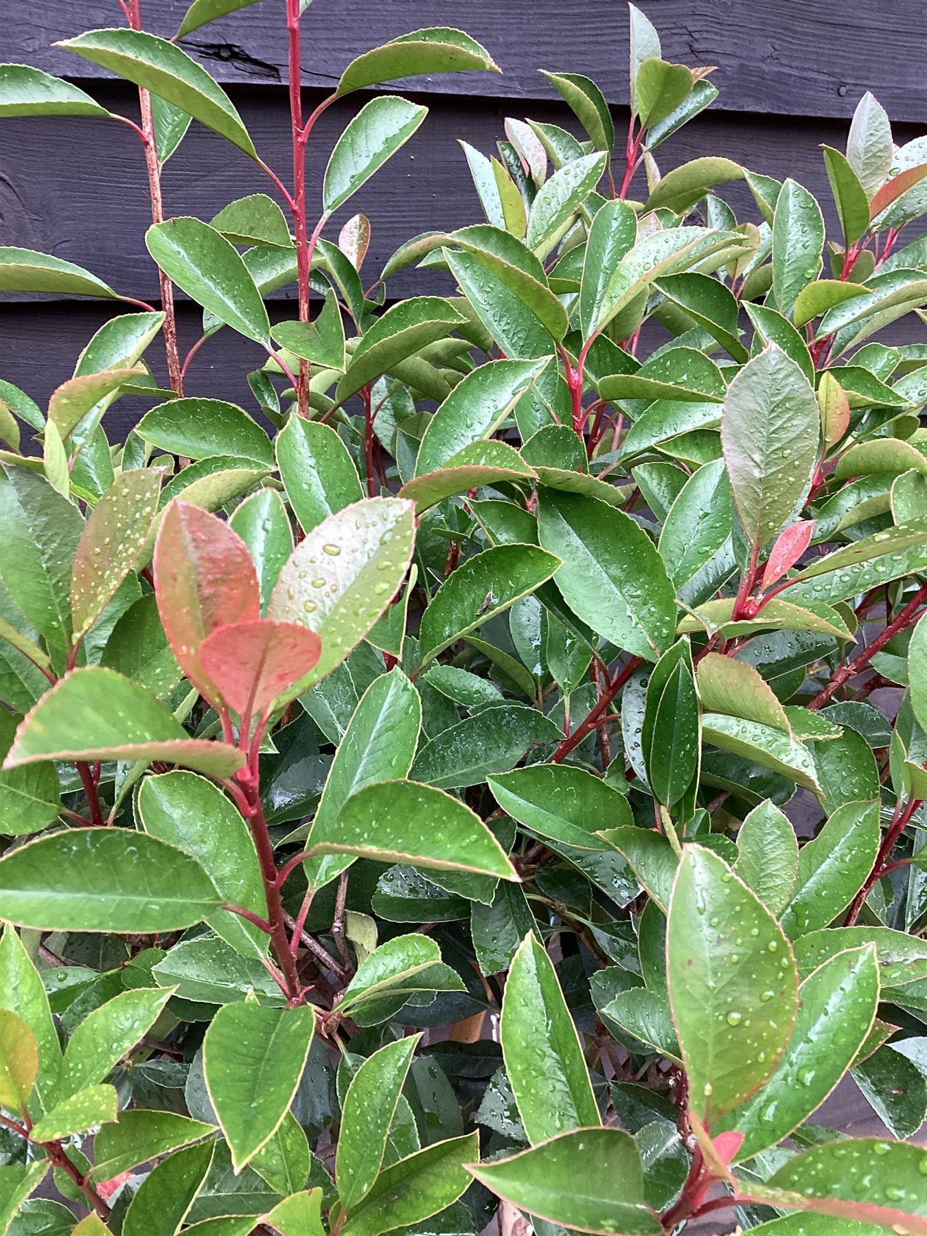 Photinia Red Robin | Christmas berry 'Red Robin' - 1/2 std Clear Stem - 180-190cm, 18lt