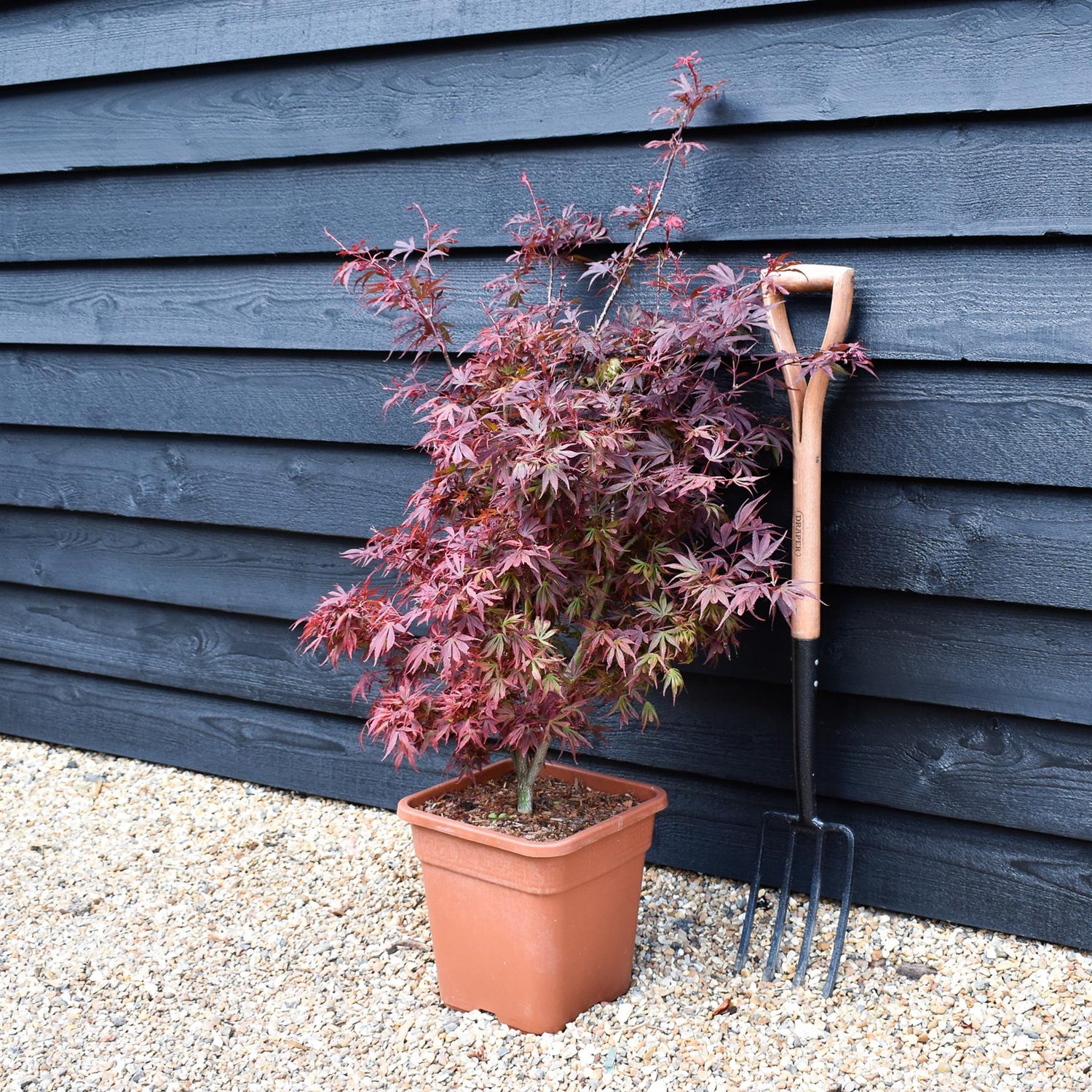 Japanese maple 'Shaina' | Acer palmatum - Bushy - Height 100-130cm - 18-20lt
