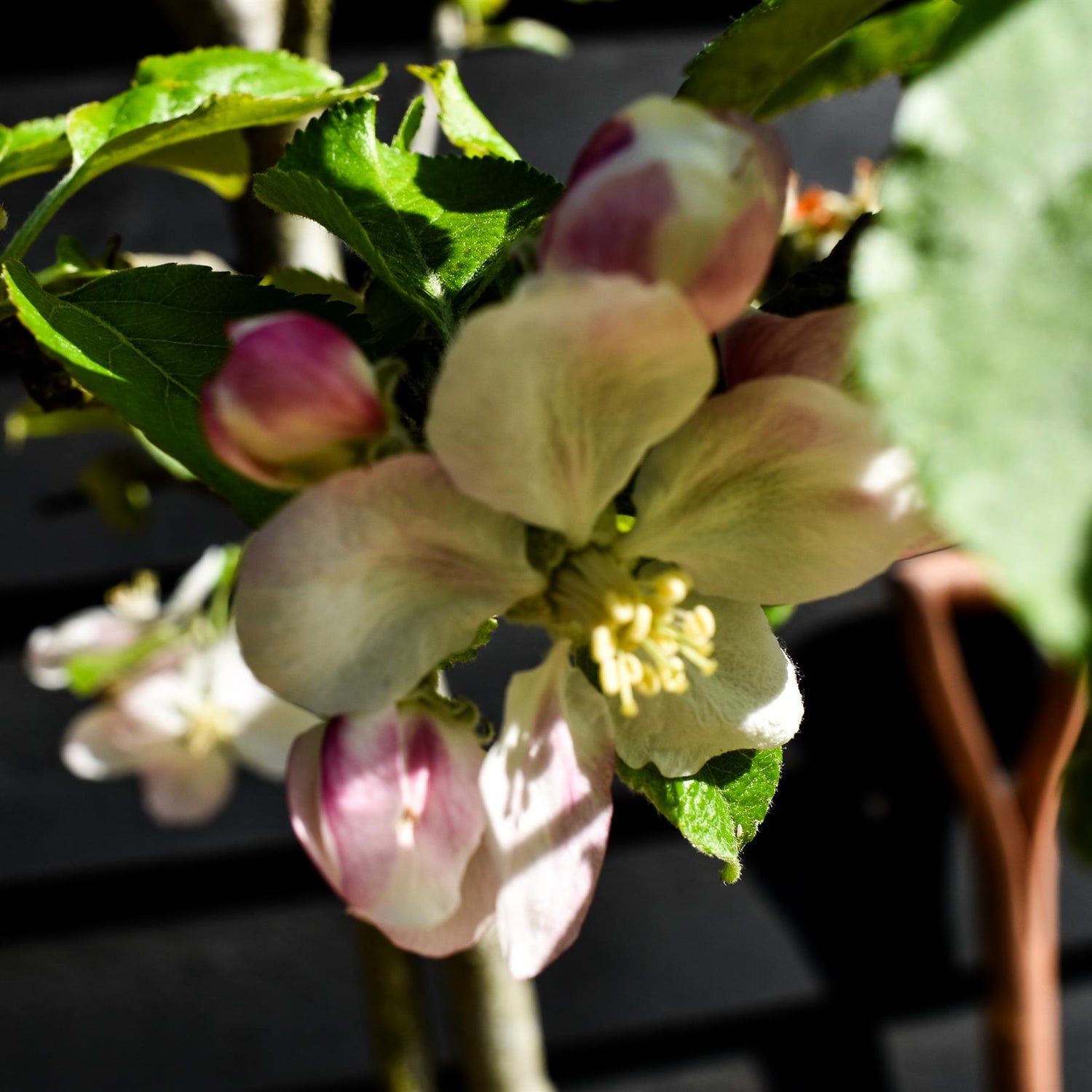 Apple tree 'Blenheim Orange' | Malus domestica - MM106 - Semi Vigorous - Height 150-160cm - 20lt