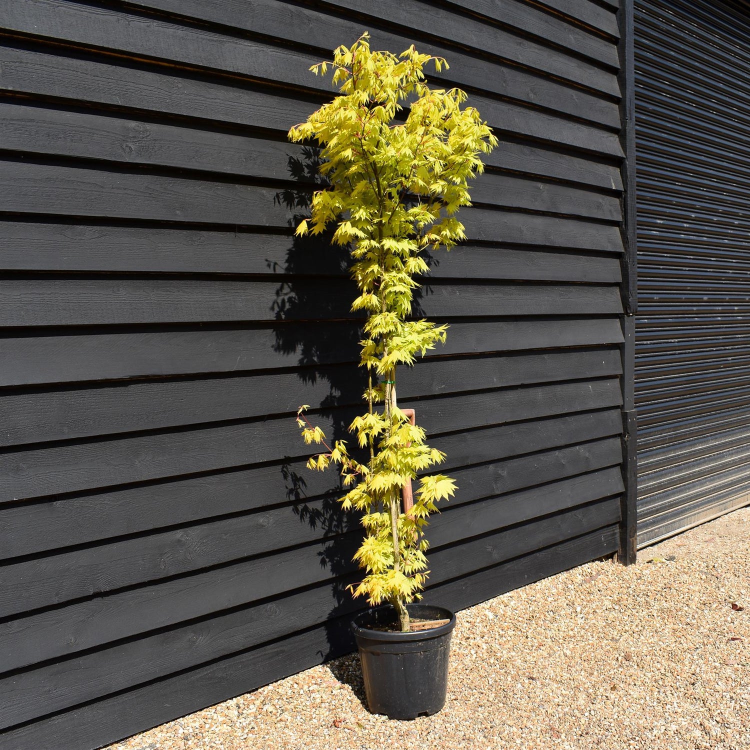 Acer palmatum 'Jordan' | Japanese maple 'Jordan' - Narrow - 160-180cm - 20lt