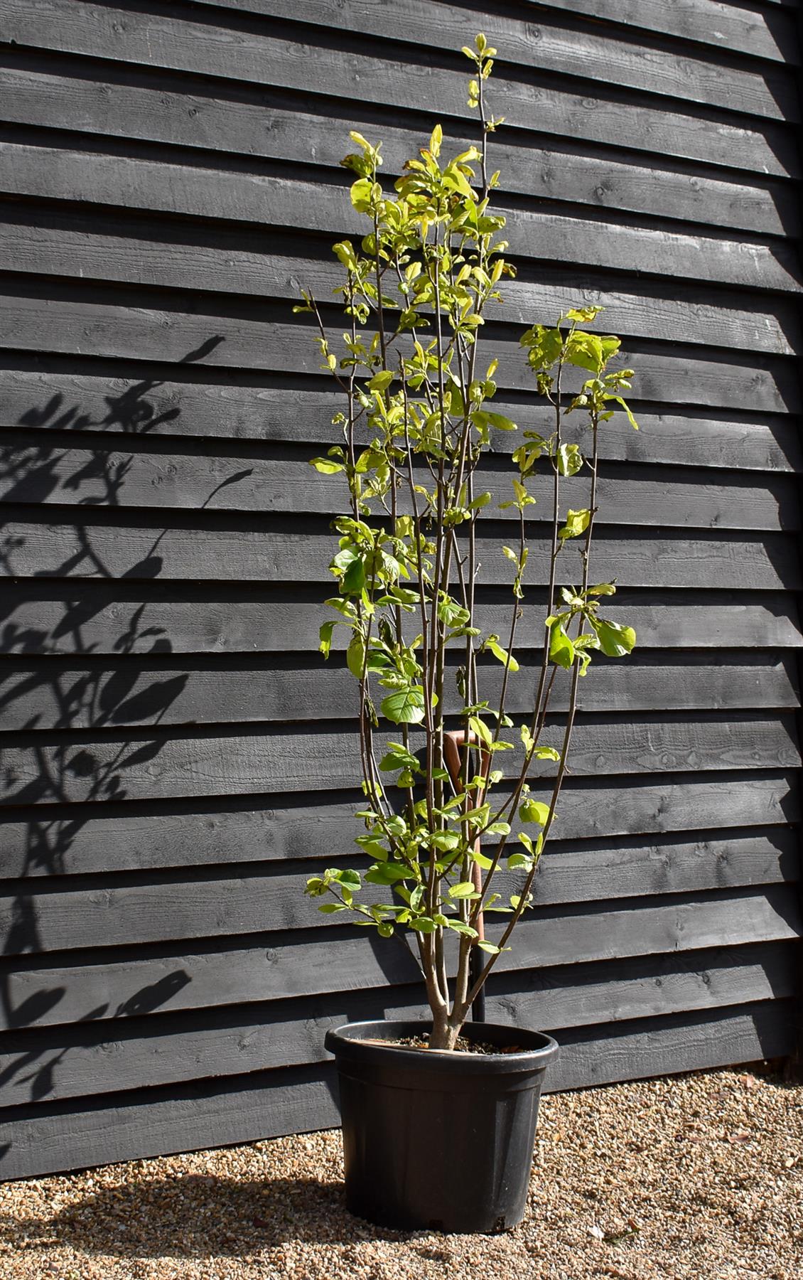 Magnolia Yulan - Shrub - Height 180cm - 45lt