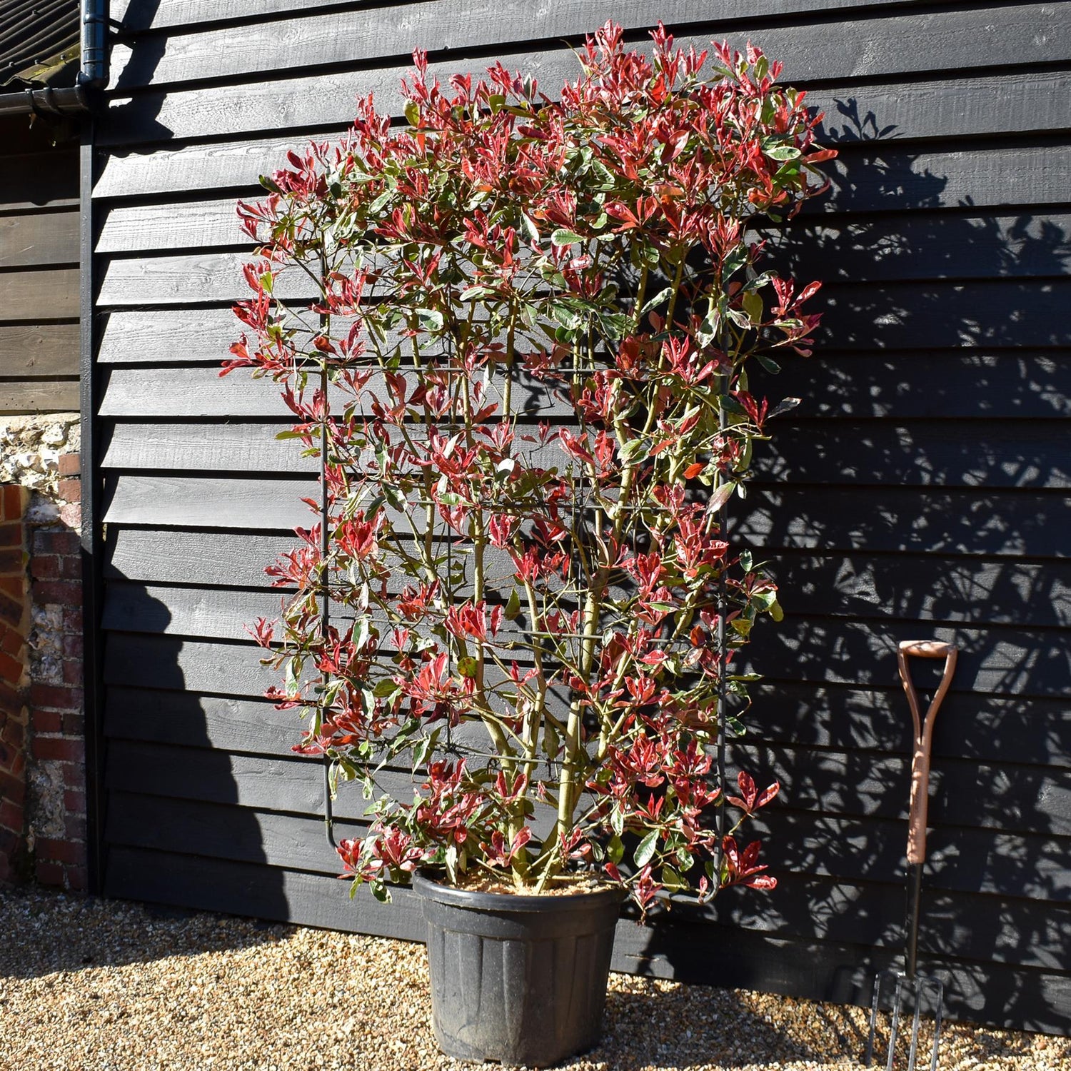Photinia fraseri Pink Marble ('Cassini') - Metal Frame/Espalier - Height  150cm Width 100cm - 55lt
