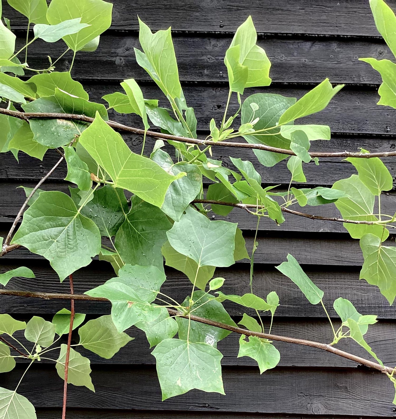 Liriodendron tulipifera | Tulip Tree - Girth 12cm - 400-450cm, 110lt