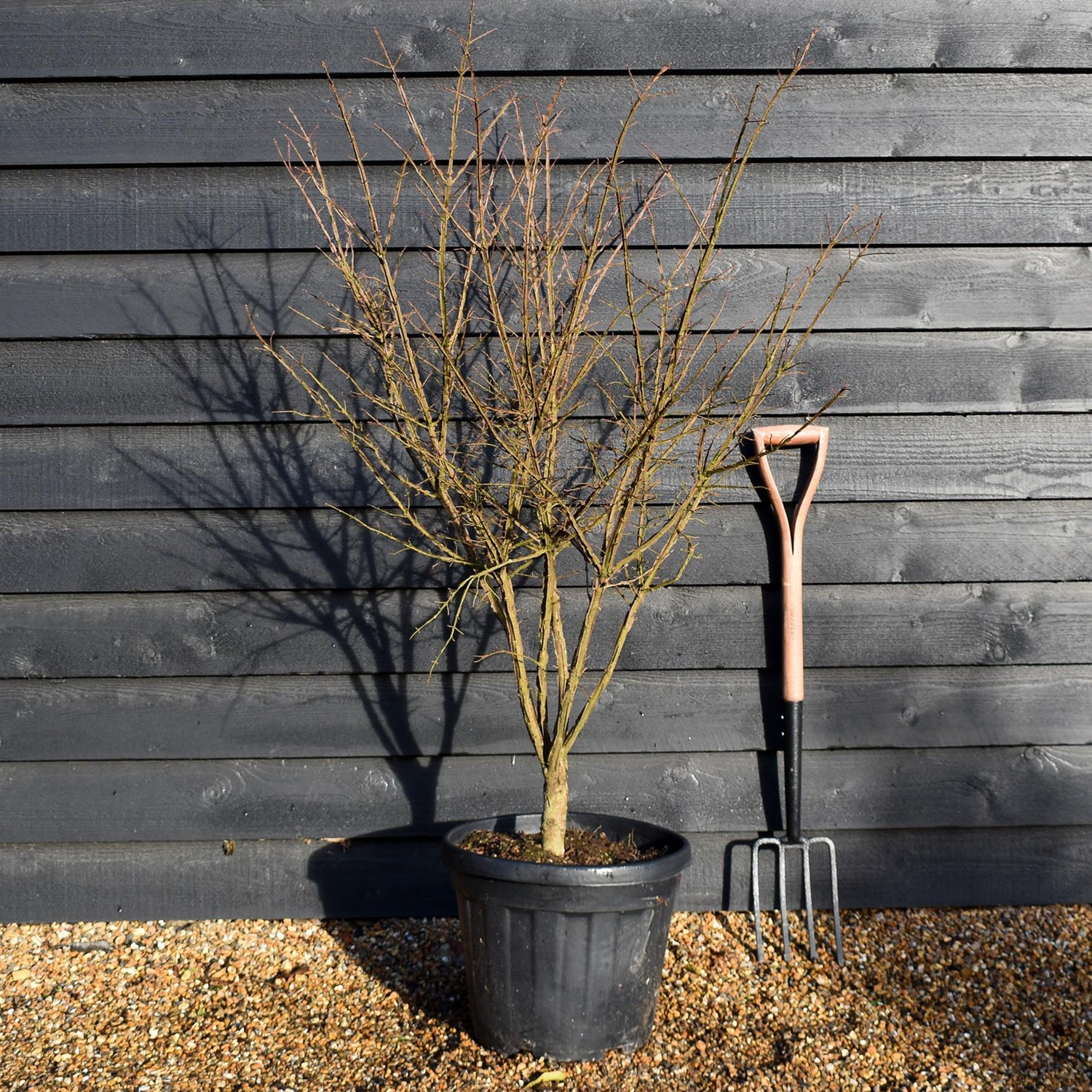 Euonymus alatus | Winged Spindle Tree - Height 120cm -30lt