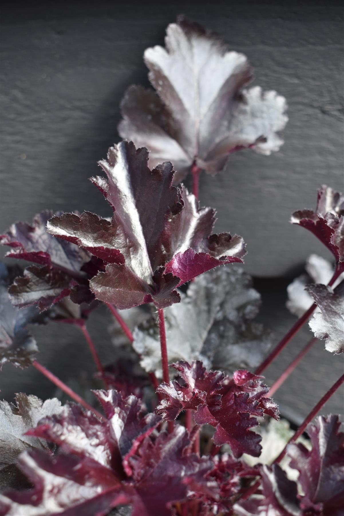Heuchera Black Pearl - 10-25cm - 3lt