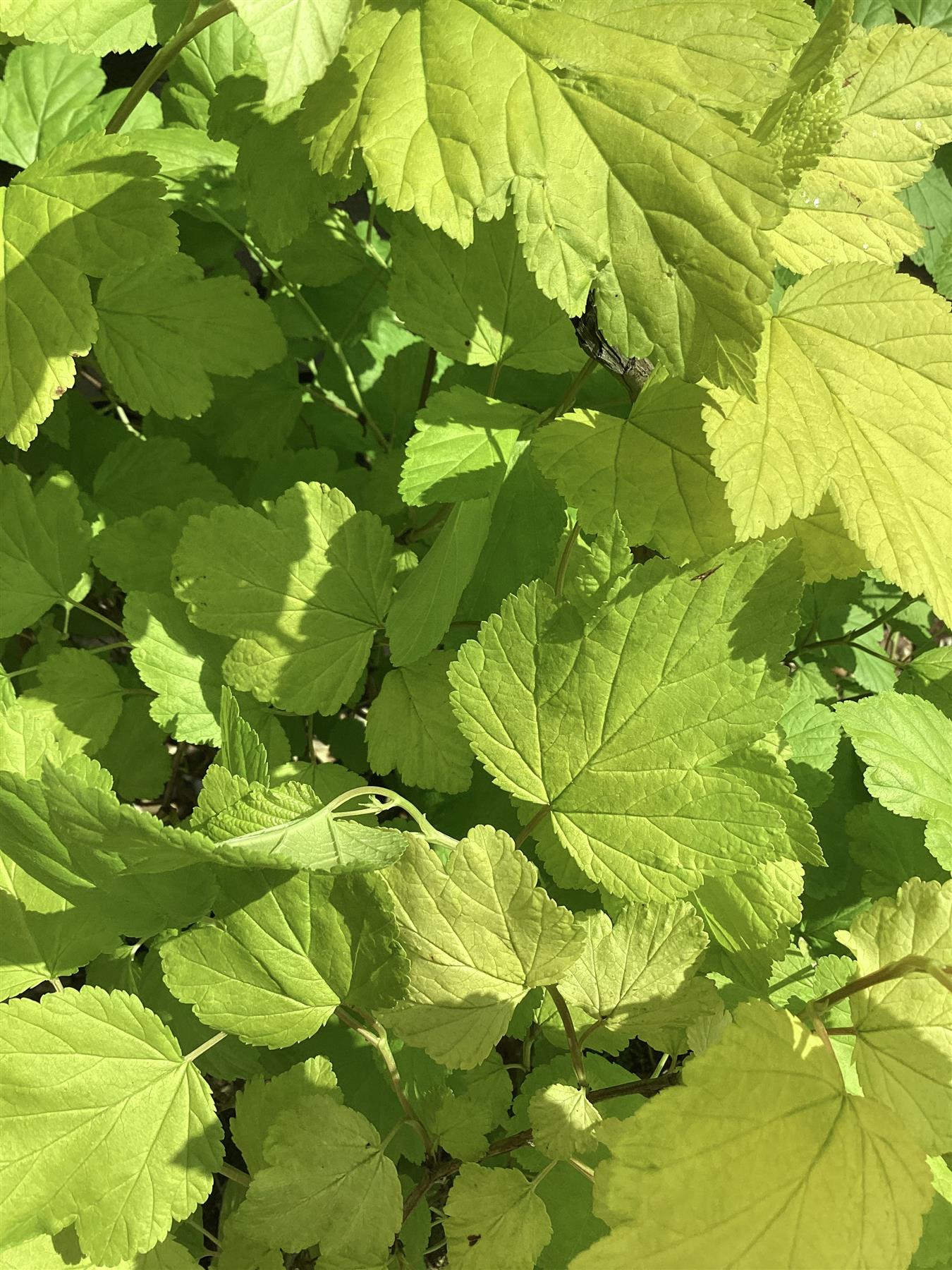 Physocarpus Darts Gold - 90/110cm, 20lt