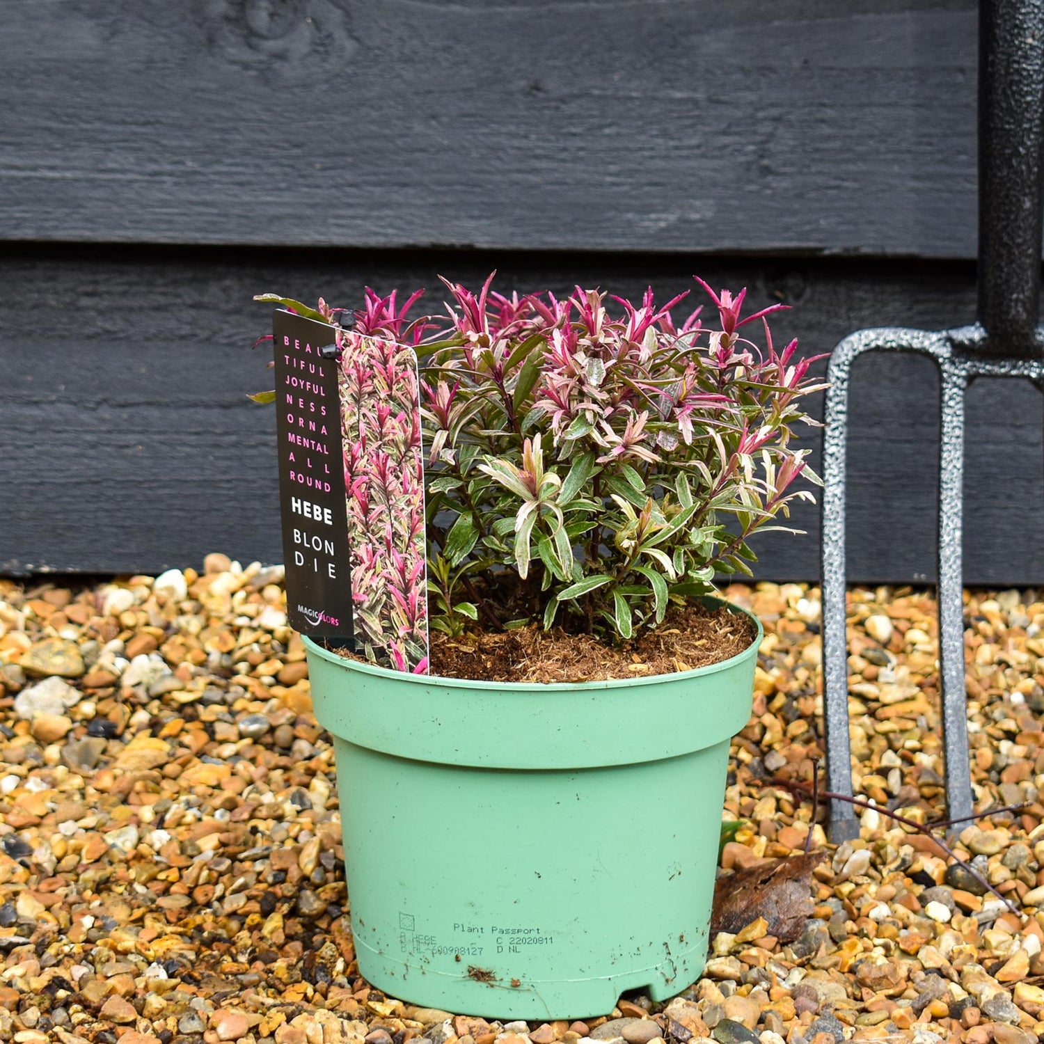 Hebe 'Blondie' - Height 10-20cm - 2lt