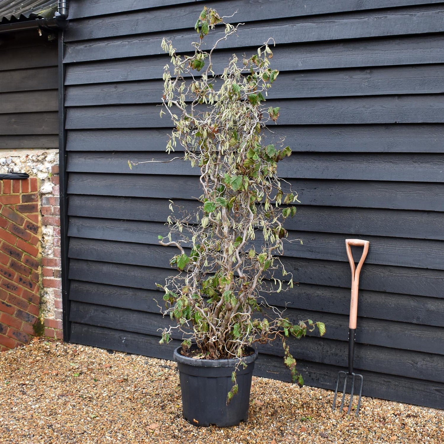 Corylus avellana 'Contorta' | Corkscrew Hazel - Height 160-190cm - 45lt