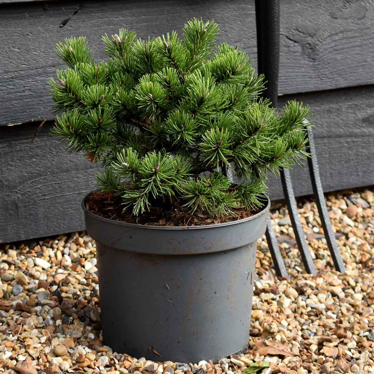 Pinus mugo Klostergrun | dwarf mountain pine 'Klosterkötter' -  Height 18-20cm - Width 20-25cm - 5lt