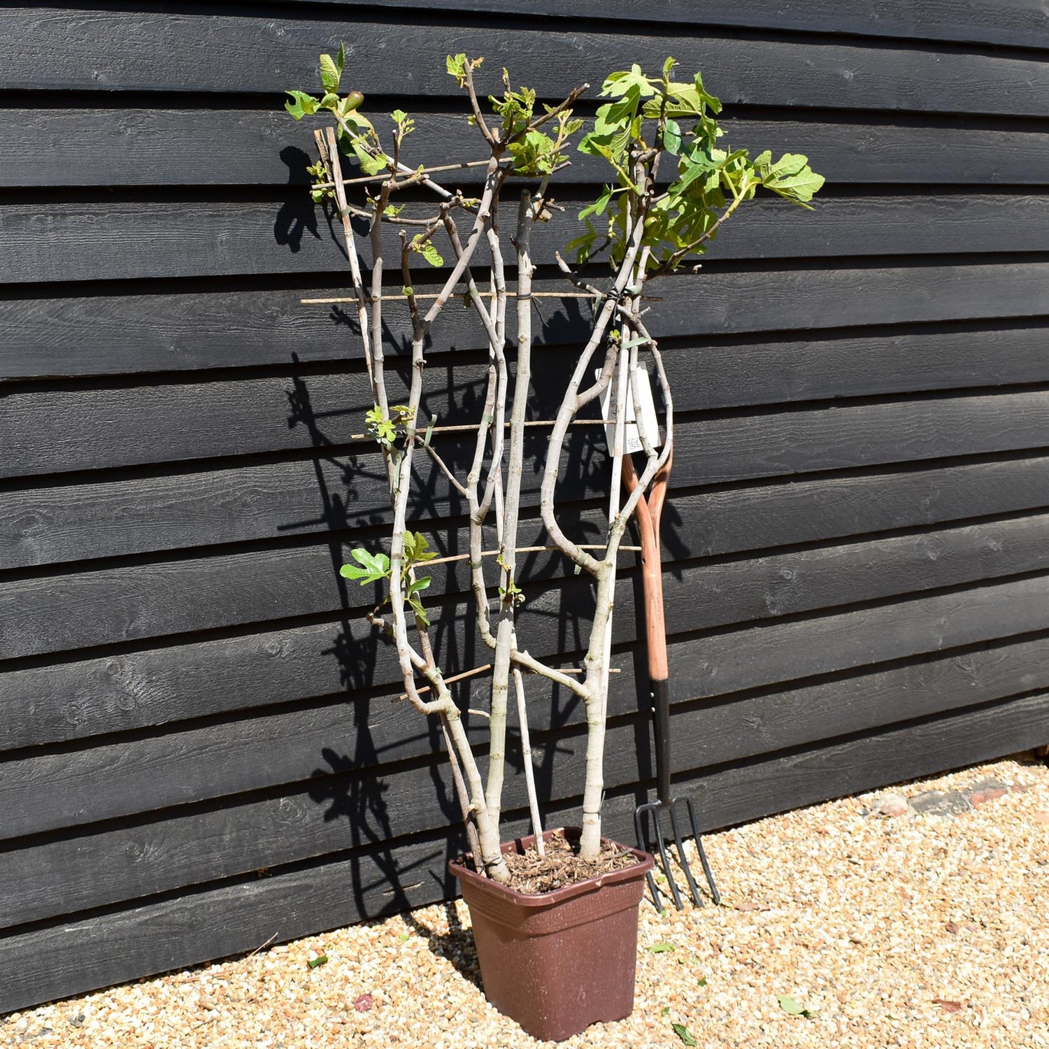 Fig - Ficus carica  'Noire de Caromb' - Frame - Height 130-140cm - 15lt