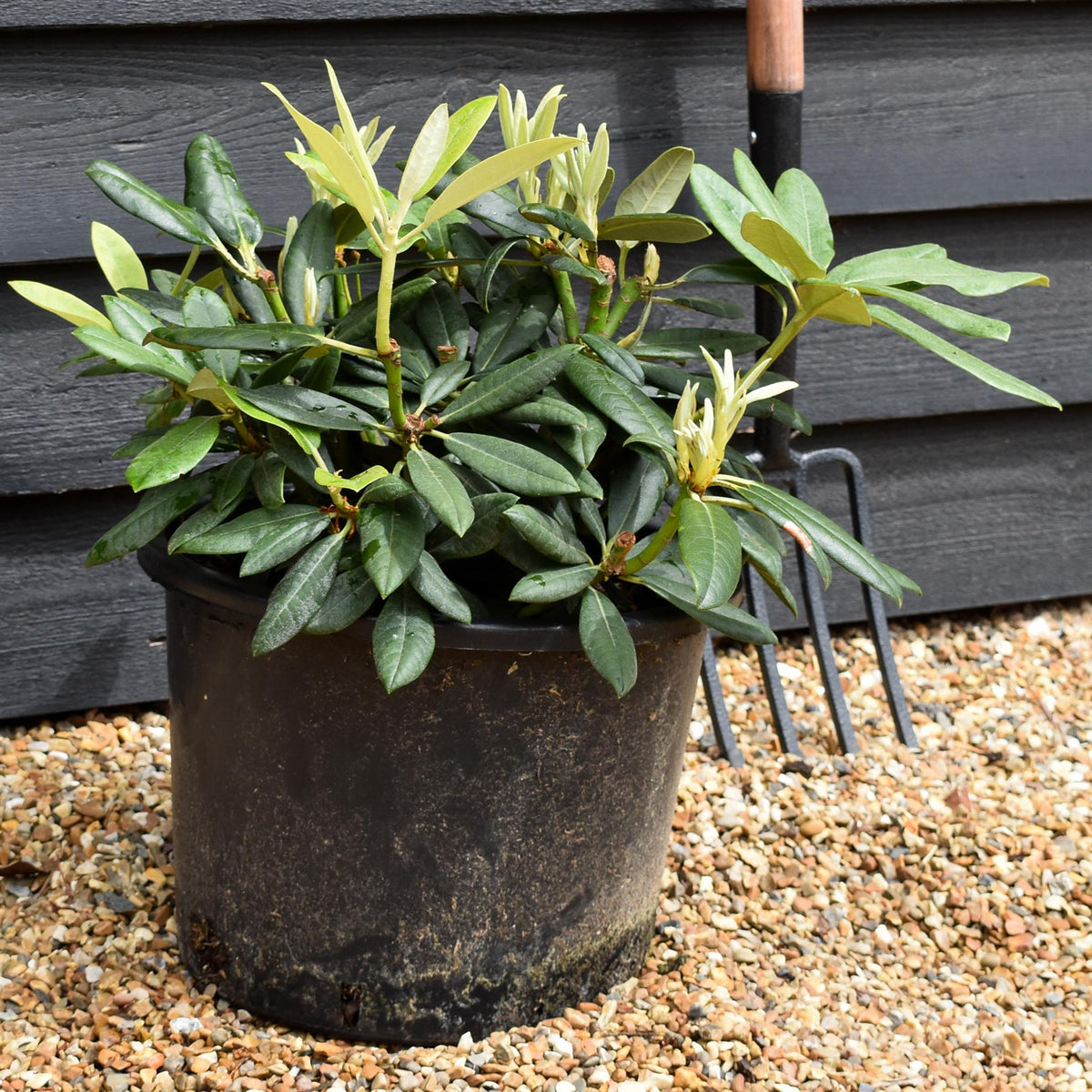 Rhododendron Yakushimanum  'Fantastica' - Shrub - Height 25-35cm - 20lt