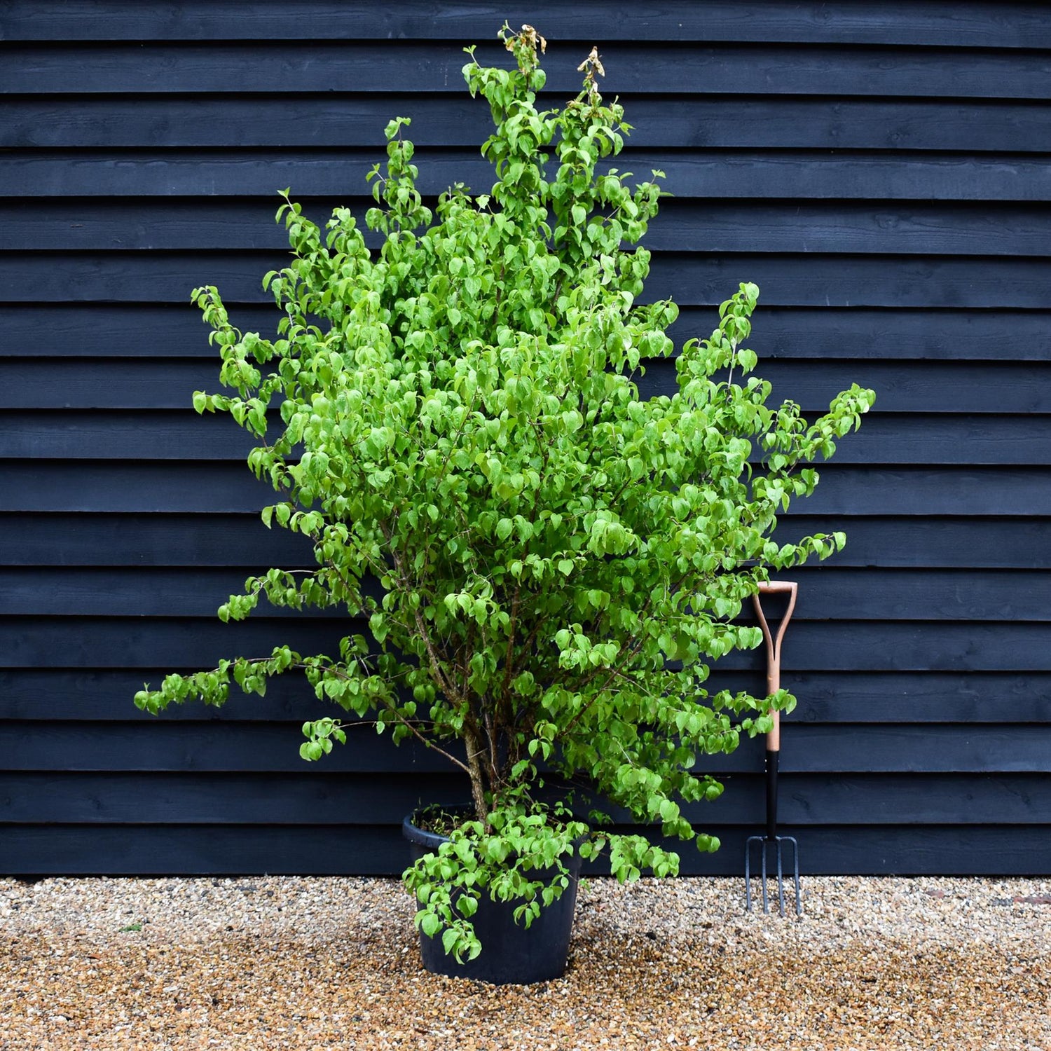 Cornus Mas | Cornelian Cherry - Height 180-200cm -55lt