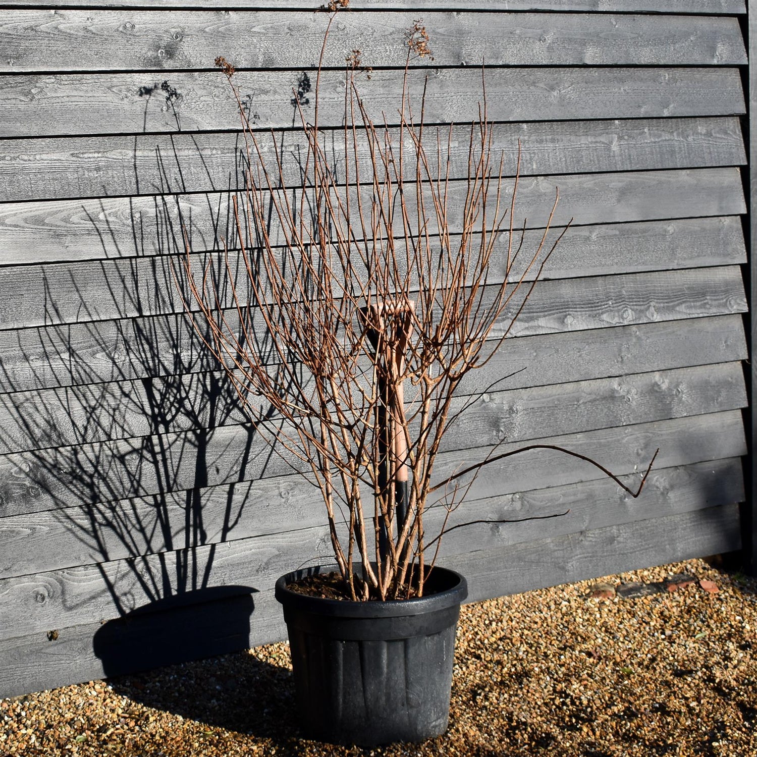 Hydrangea paniculata 'Sundae Fraise' - Shrub - Height 140cm - 45lt