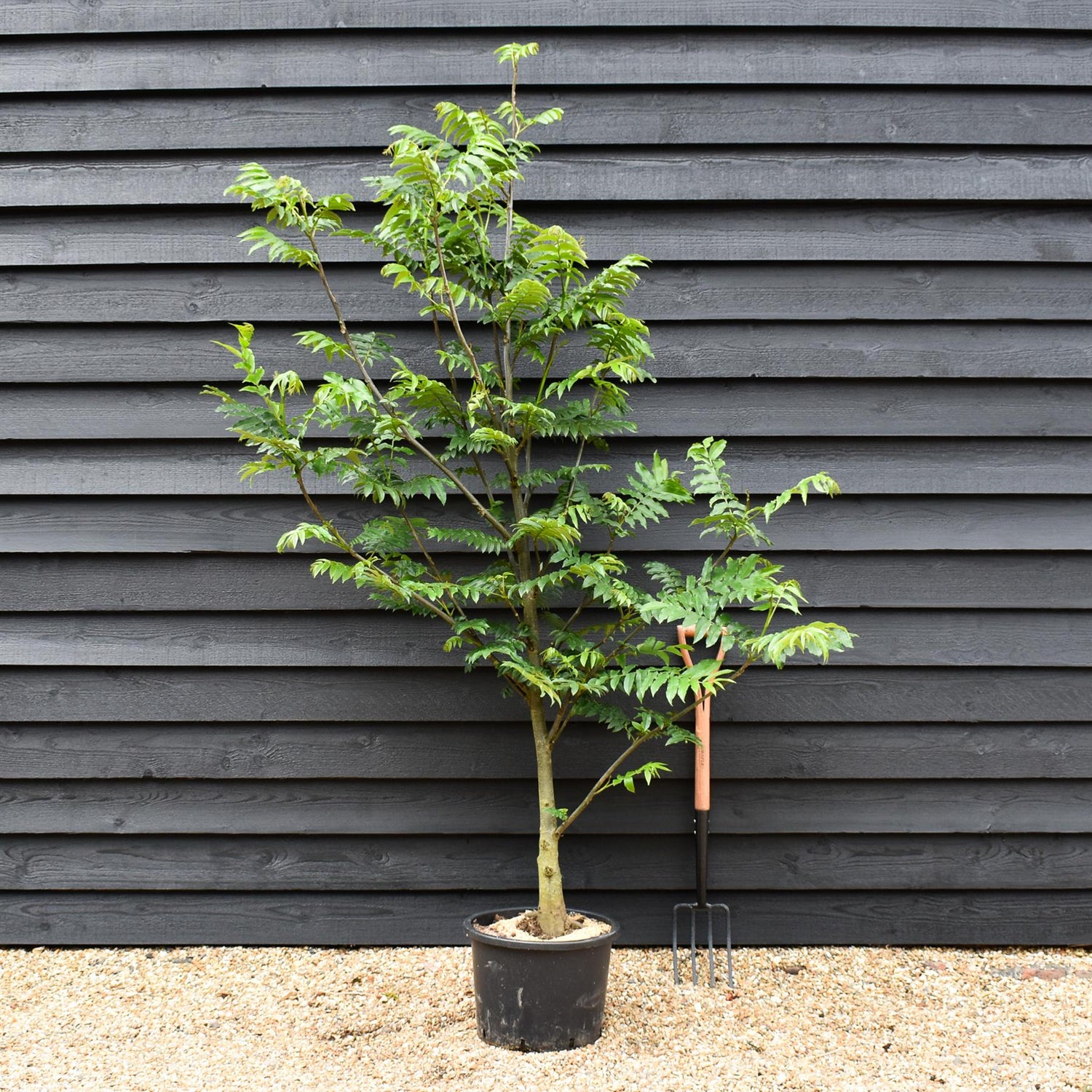 Caucasian wingnut | Pterocarya fraxinifolia - Height 220-250cm - Girth 12-14cm - 45lt