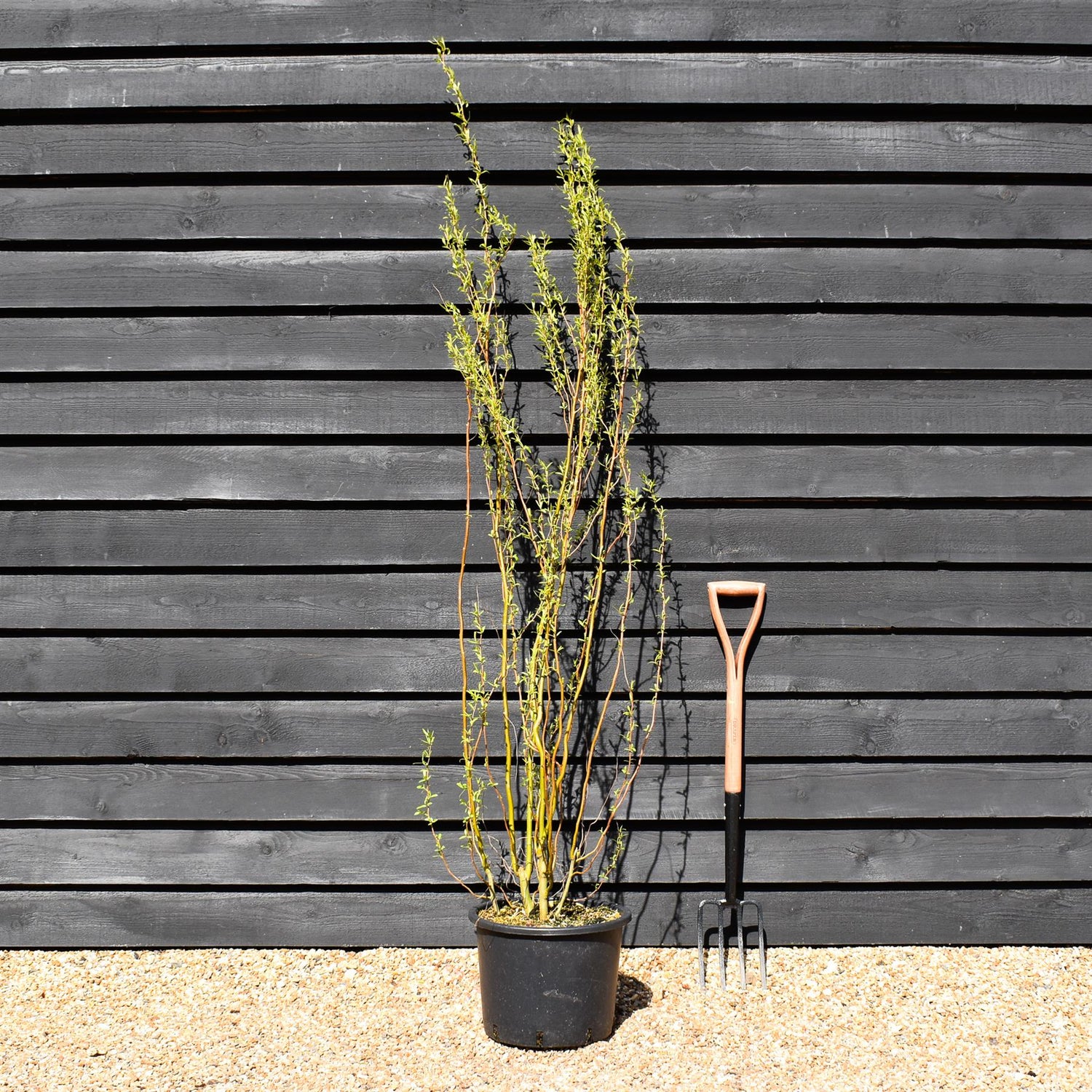 Salix babylonica var. pekinensis 'Tortuosa' | Corkscrew Willow - Height 175-195cm - 20lt