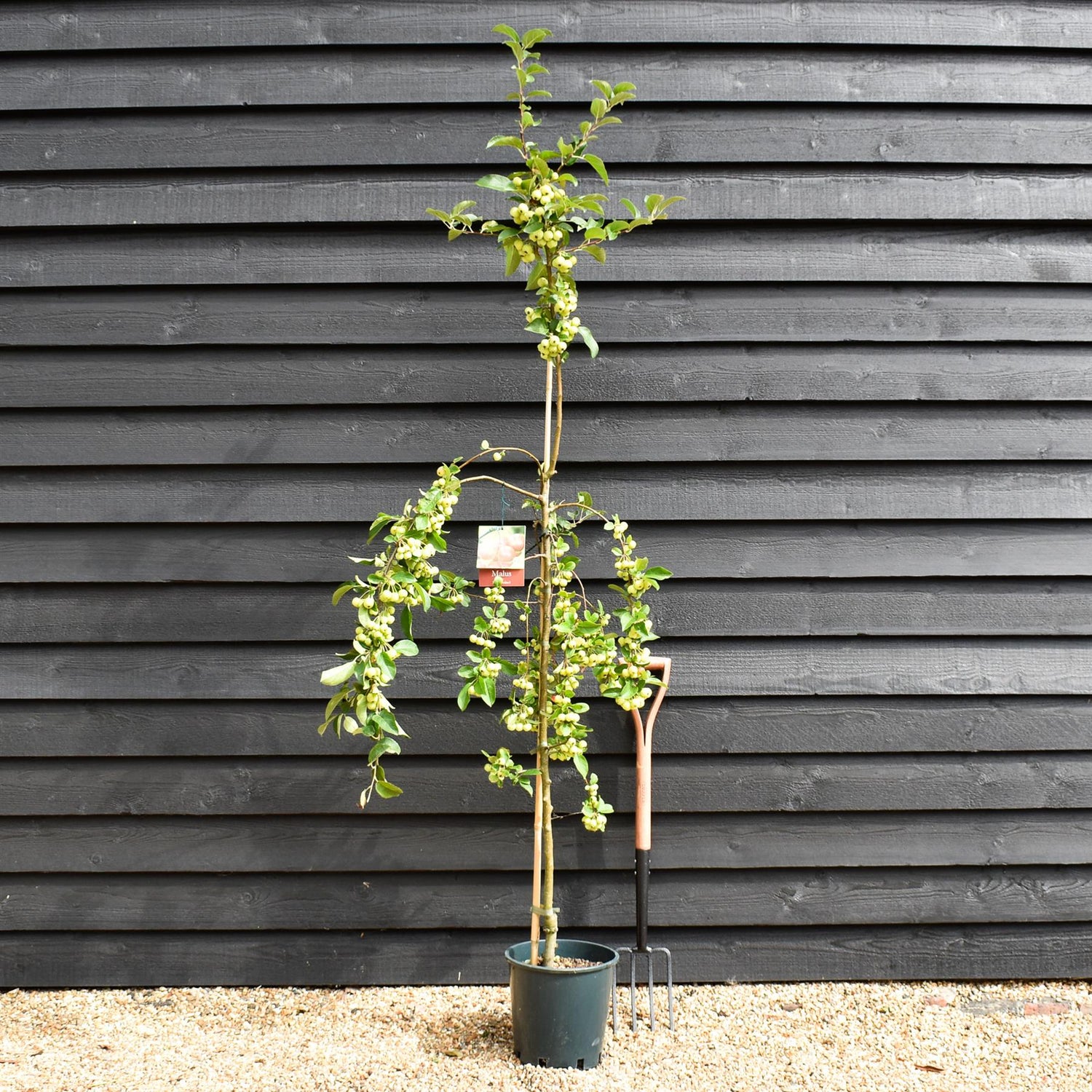 Malus Red Sentinel | Crab apple 'Red Sentinel' - 170-190cm, 10lt