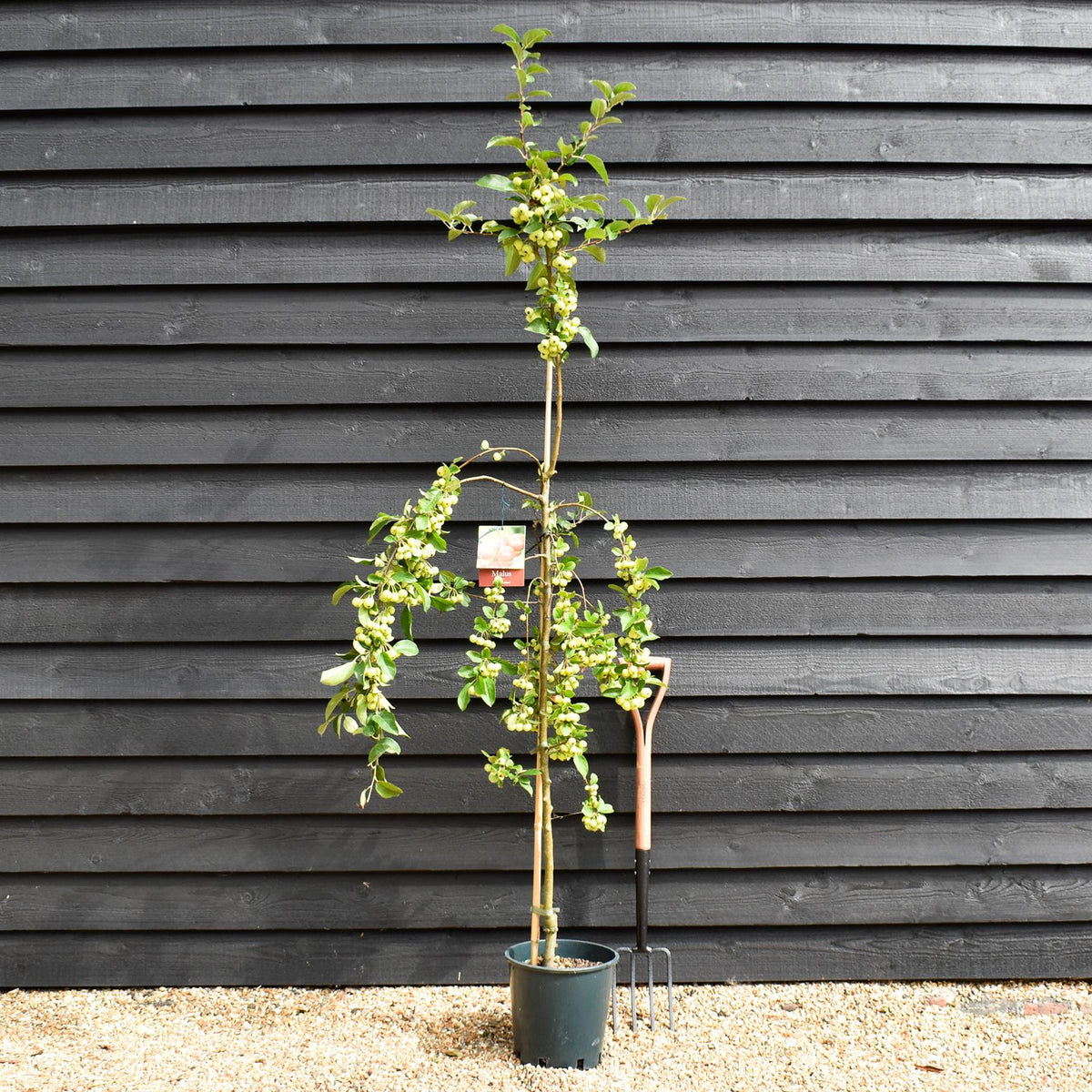 Malus Red Sentinel | Crab apple 'Red Sentinel' - 170-190cm, 10lt ...