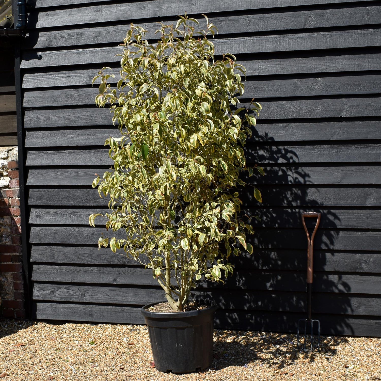 Ligustrum lucidum Variegatum - Bush - Height 190-200cm - 55lt