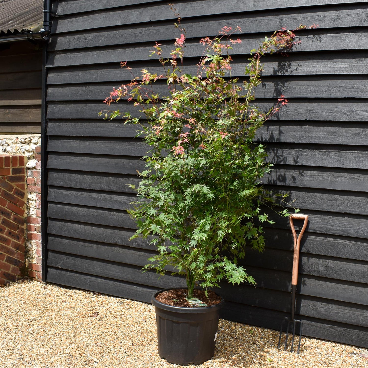 Japanese Maple | Acer palmatum 'Oridono Nishiki' - Height 200-230cm - 55lt