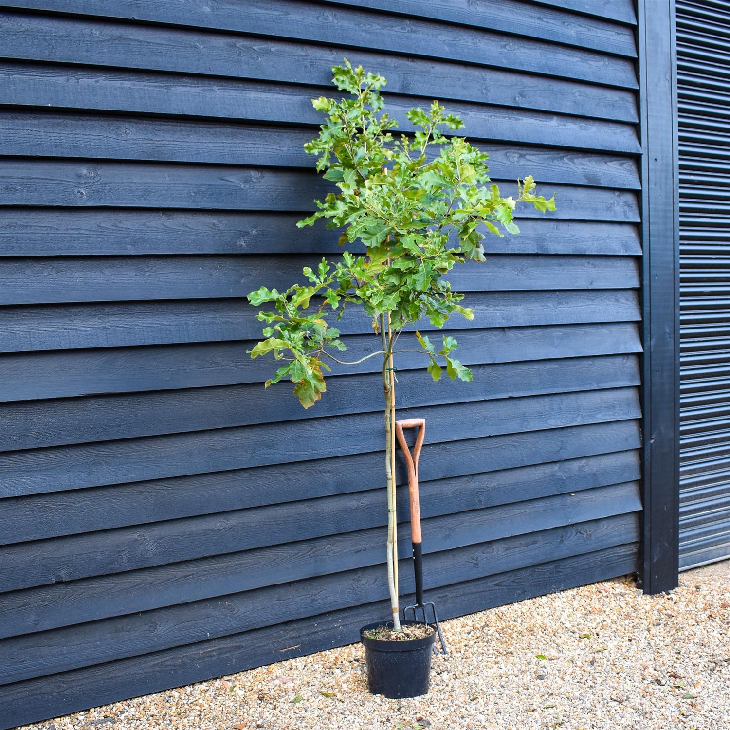 Cherrybark Red Oak | Quercus falcata 'Pagodifolia' - Height 180-200cm - Pot Grown - 10lt