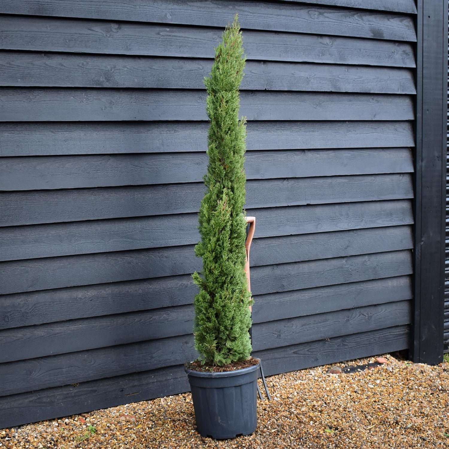 Cupressus sempervirens Totem | Italian Cypress ‘Totem’ - Height 160-170cm - 25lt