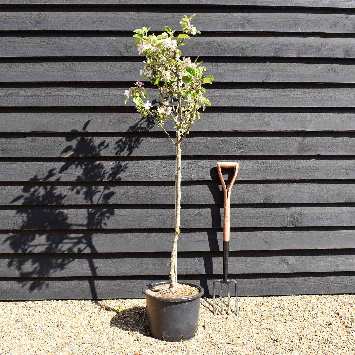 Apple tree 'Sunset' | Malus domestica - MM106 - Semi Dwarfing - Height 150-160cm - 20lt