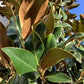 Magnolia grandiflora 'Galissonniere' | Southern magnolia 'Galissonniere' Girth 16-18cm - Height - 400-450cm - 150lt
