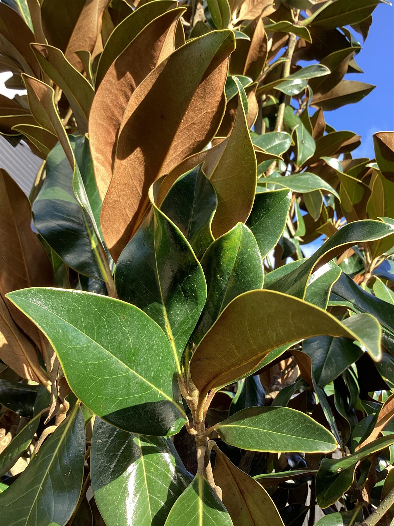 Magnolia grandiflora 'Galissonniere' | Southern magnolia 'Galissonniere'  Standard - Clear Stem 230-240cm - Girth 22-23cm - Height 500-550cm - 150lt