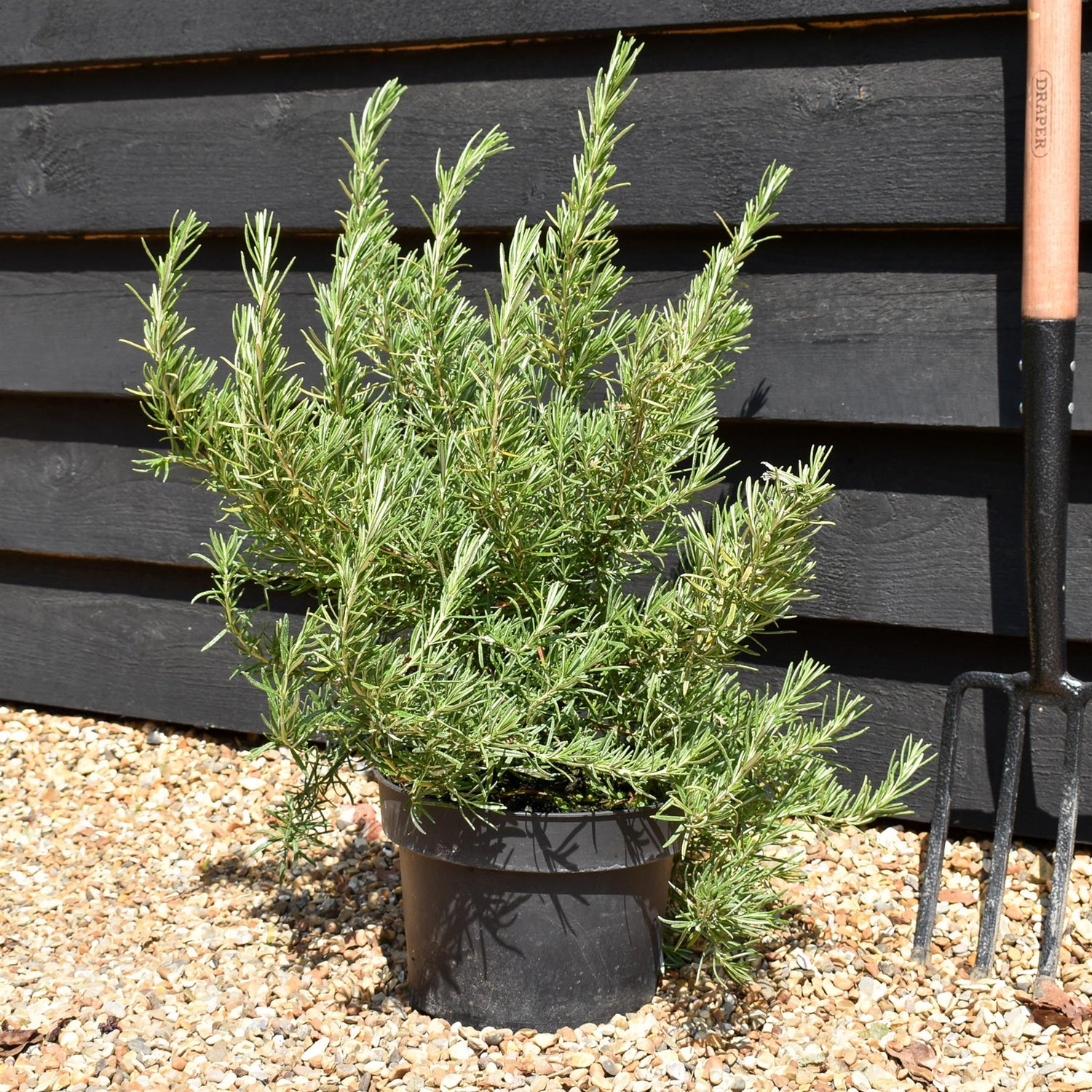Rosemary | Rosmarinus Officinalis 'Tuscan Blue' - 20-30cm - 5lt