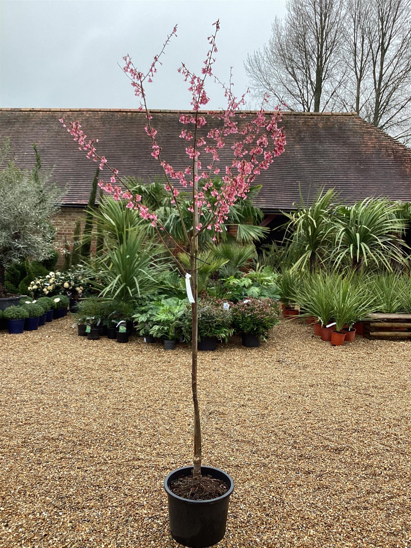 Prunus 'Okame' (cherry 'Okame') | Taiwan Cherry - 200-250cm, 20lt