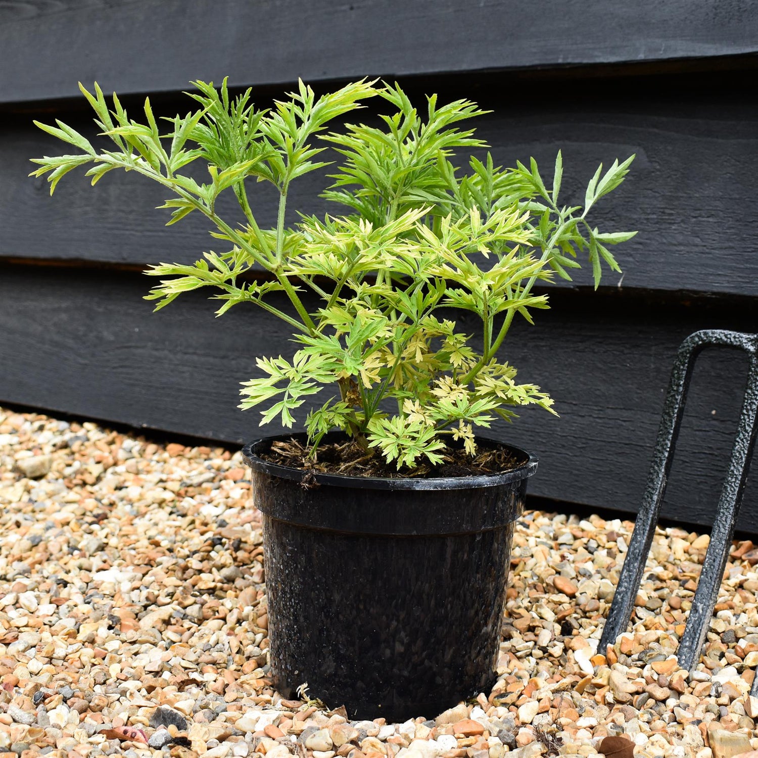 Sambucus Golden Tower - Shrub - 20-30cm - 2lt