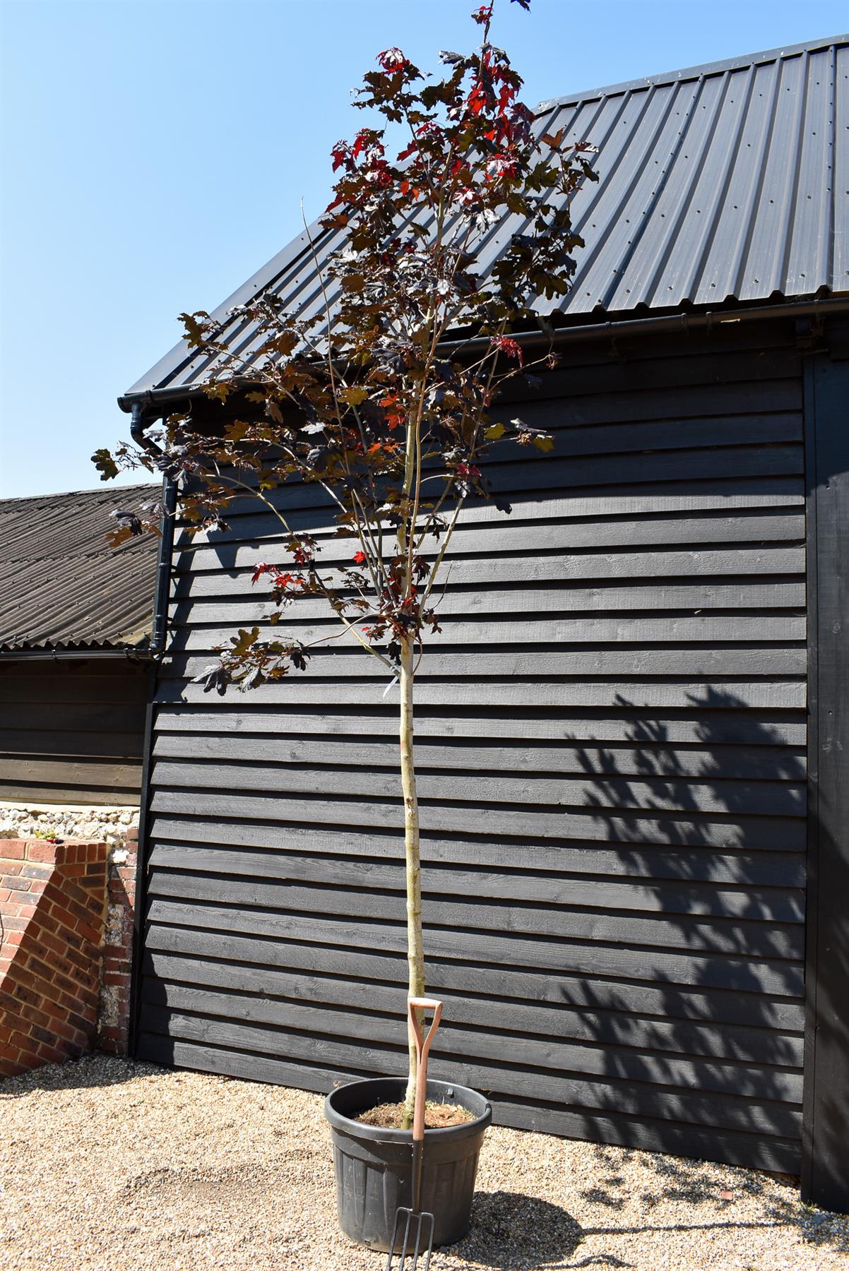 Purple-red Norway Maple | Acer platanoides 'Royal Red' - Height 380-420cm - Clear Stem - Girth 18-20cm - 110lt