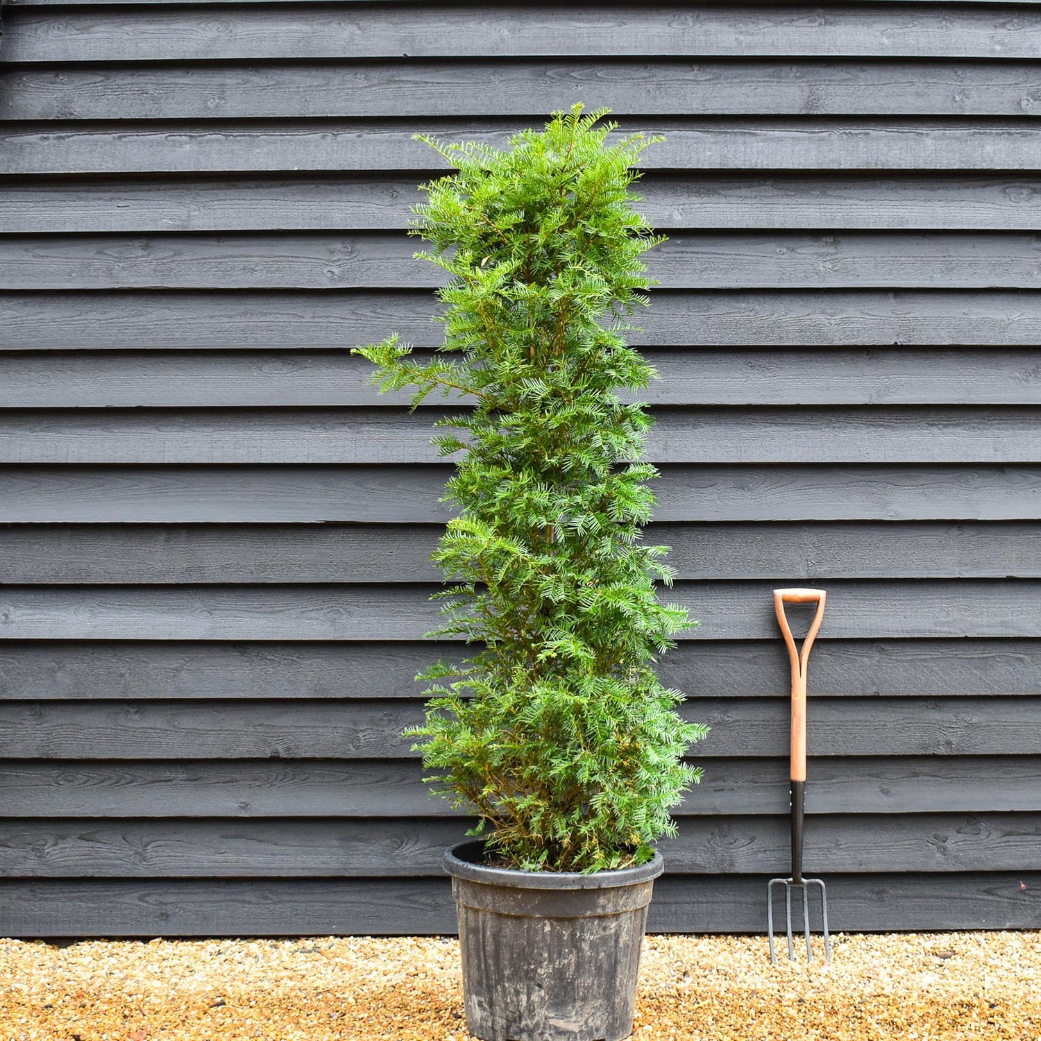 Taxus baccata | Yew - Bushy - Height 180-220cm - 50-70lt