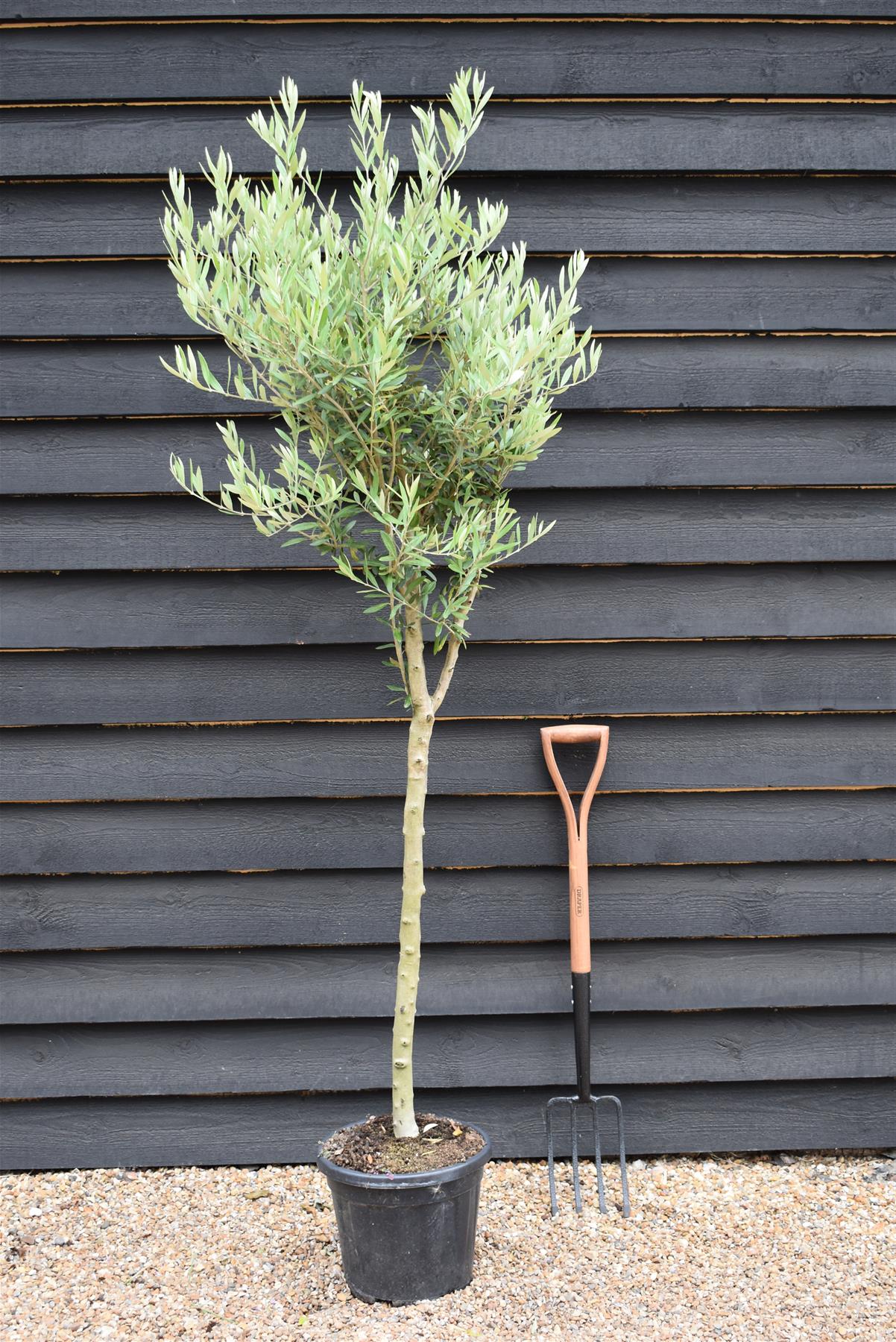 Olive Tree | Olea Europea - Girth 10-12cm - 170-190cm - 15lt