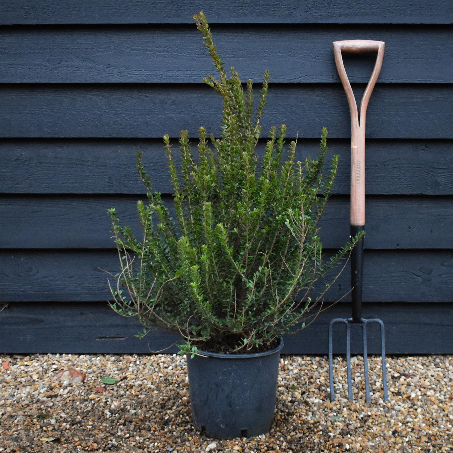 Myrtus communis  Tarentina| Common Myrtle - Shrub - Height 60-70cm - 10lt