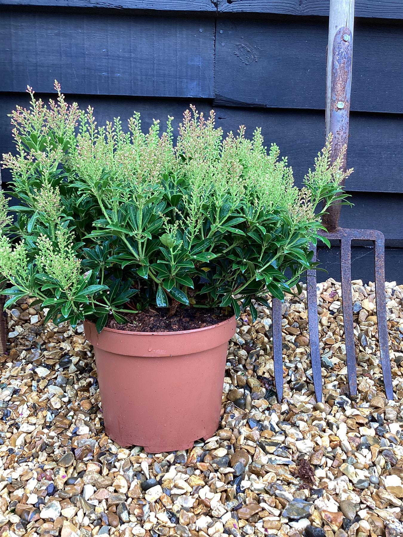 Pieris 'Debutante' - 55-60cm, 5lt