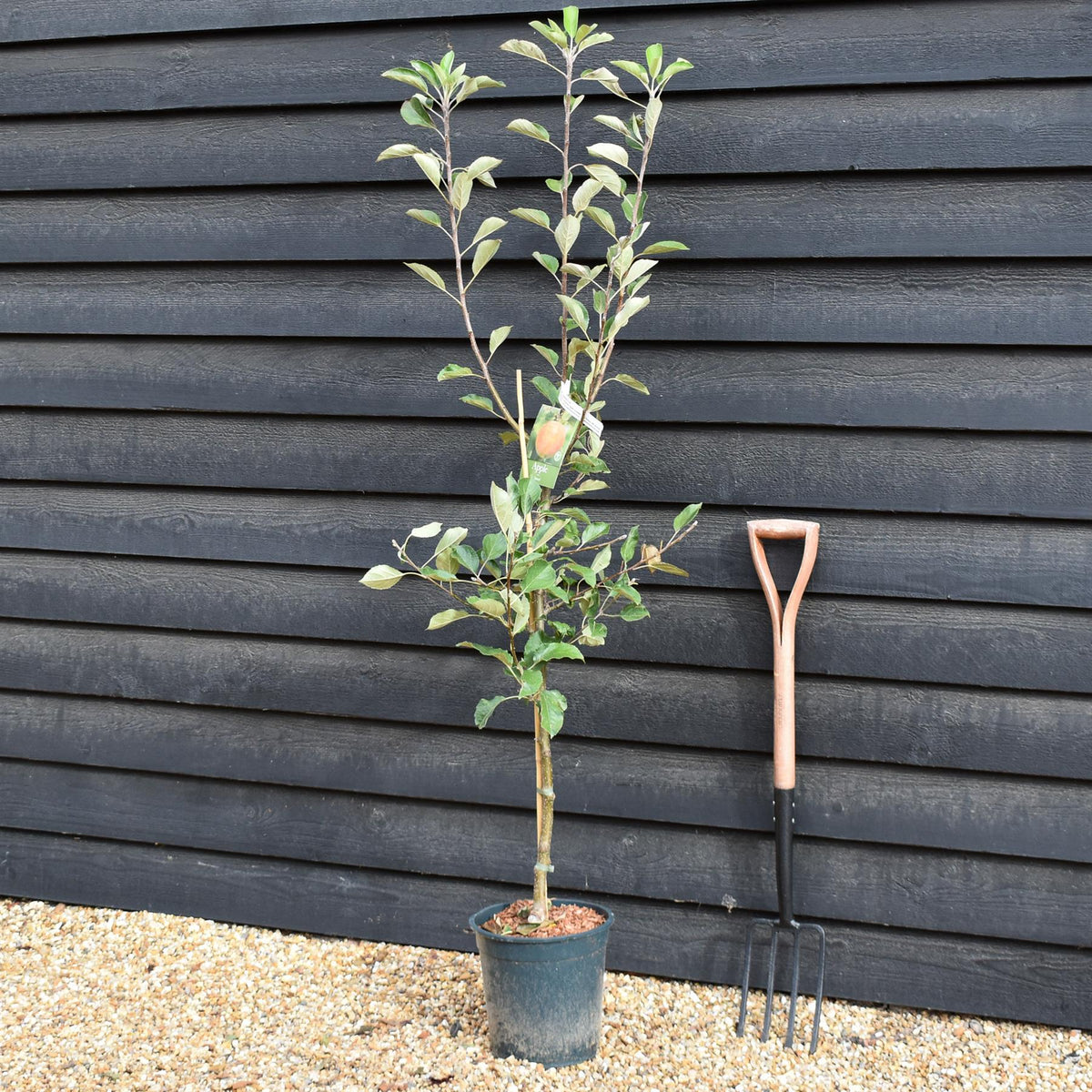 Apple tree 'Sunset' | Malus domestica - M26 -Semi-Dwarfing - Height 150-160cm - 12lt