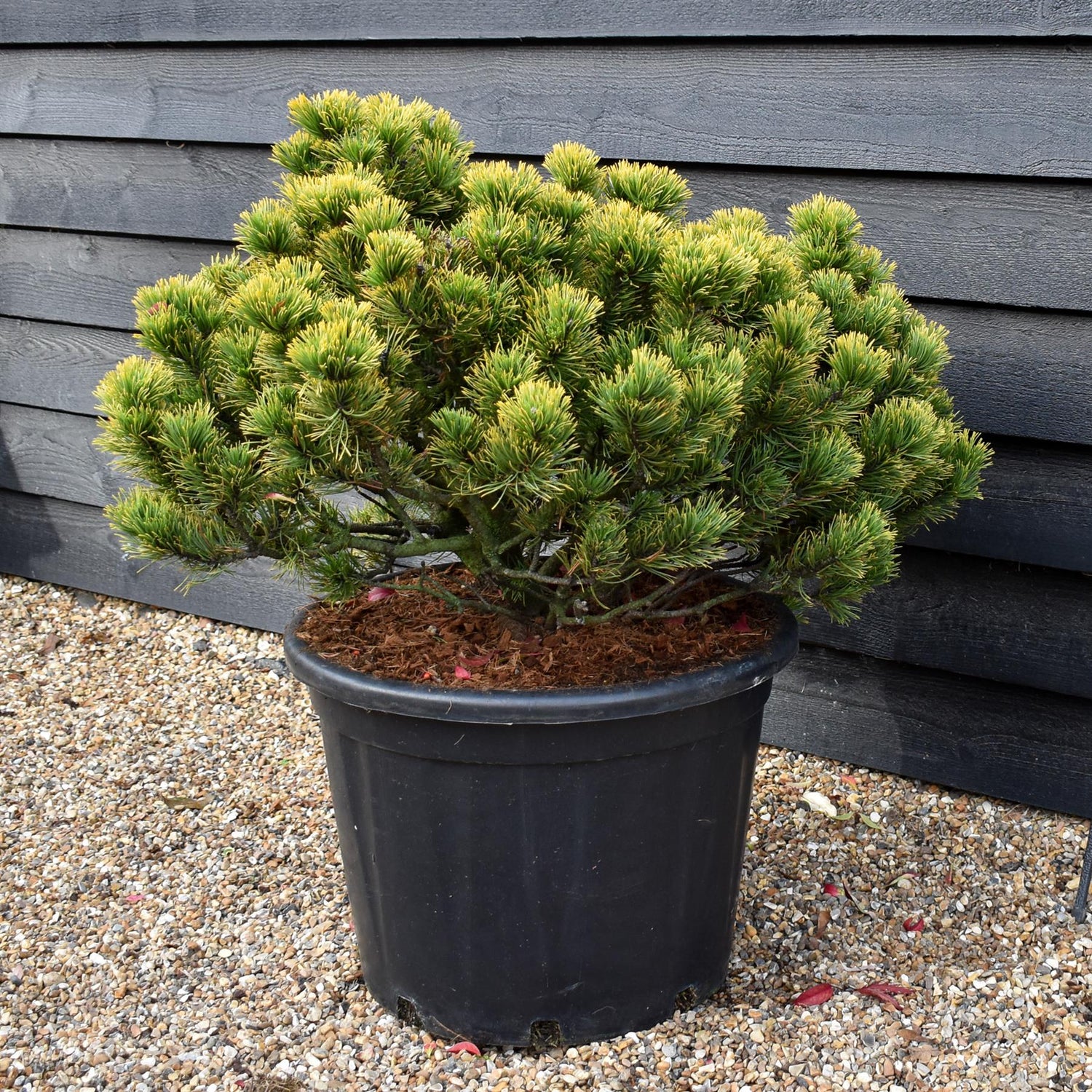 Pinus mugo 'Carsten's Wintergold' - Height 50-60cm - Width 70-80cm - 65lt