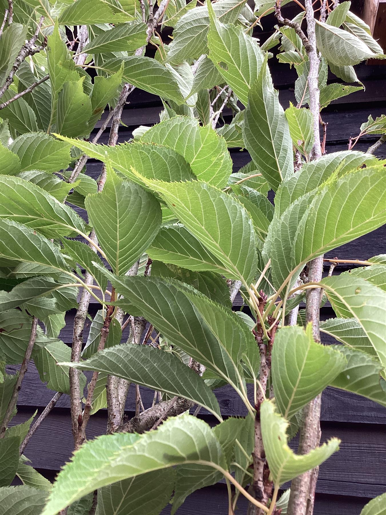 Prunus amanogawa |Flagpole Cherry - 300-350cm, 50lt