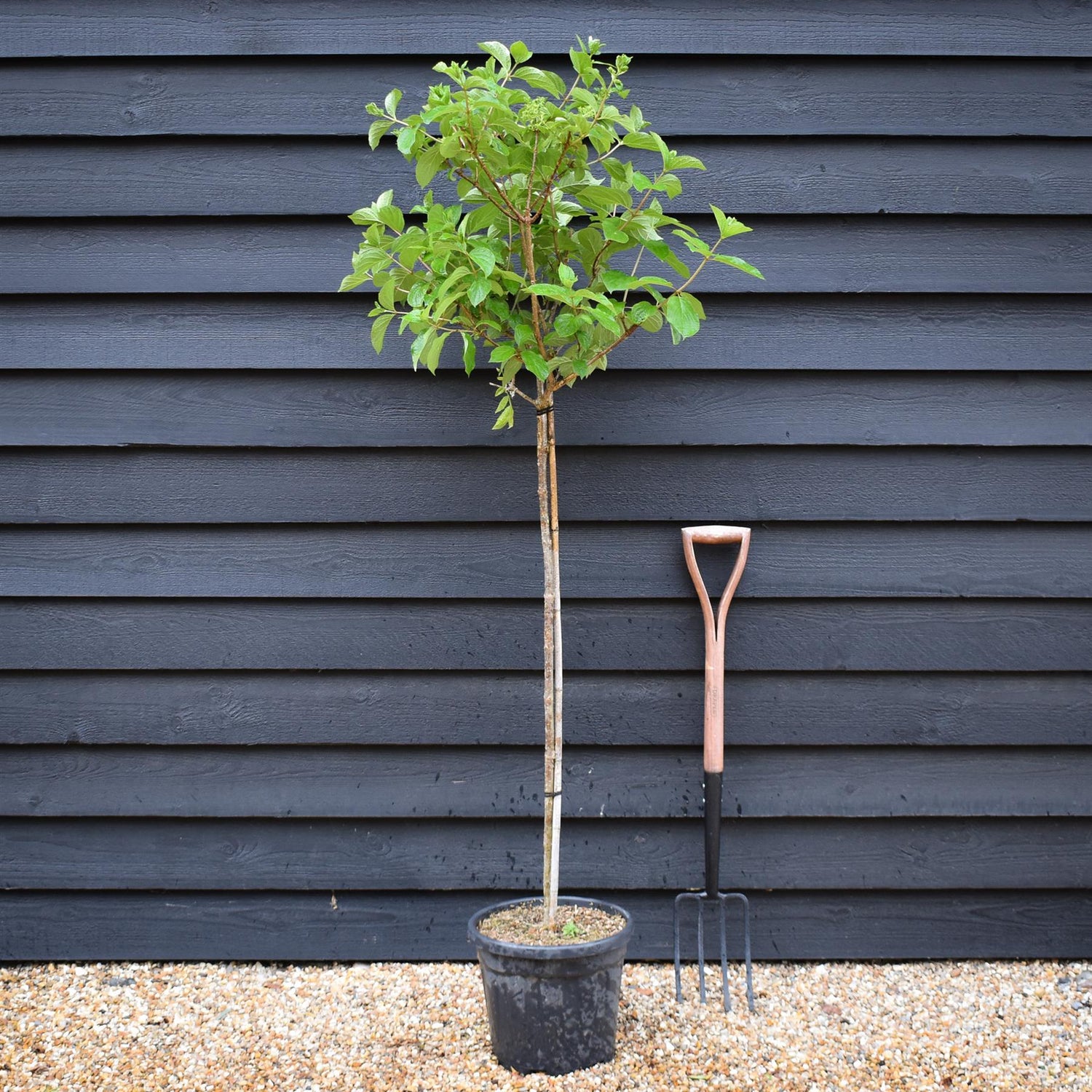 Hydrangea paniculata 'Polar Bear' -  Clear Stem 90-100cm - Height 140-160cm - 15lt