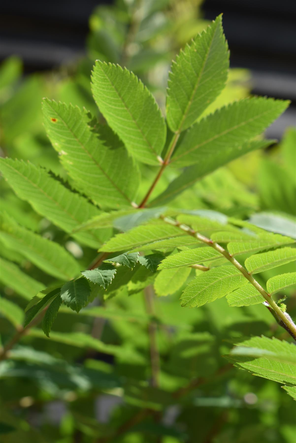 Sorbus aucuparia Cardinal Royal | Mountian Ash - Height 160-180cm - 12lt